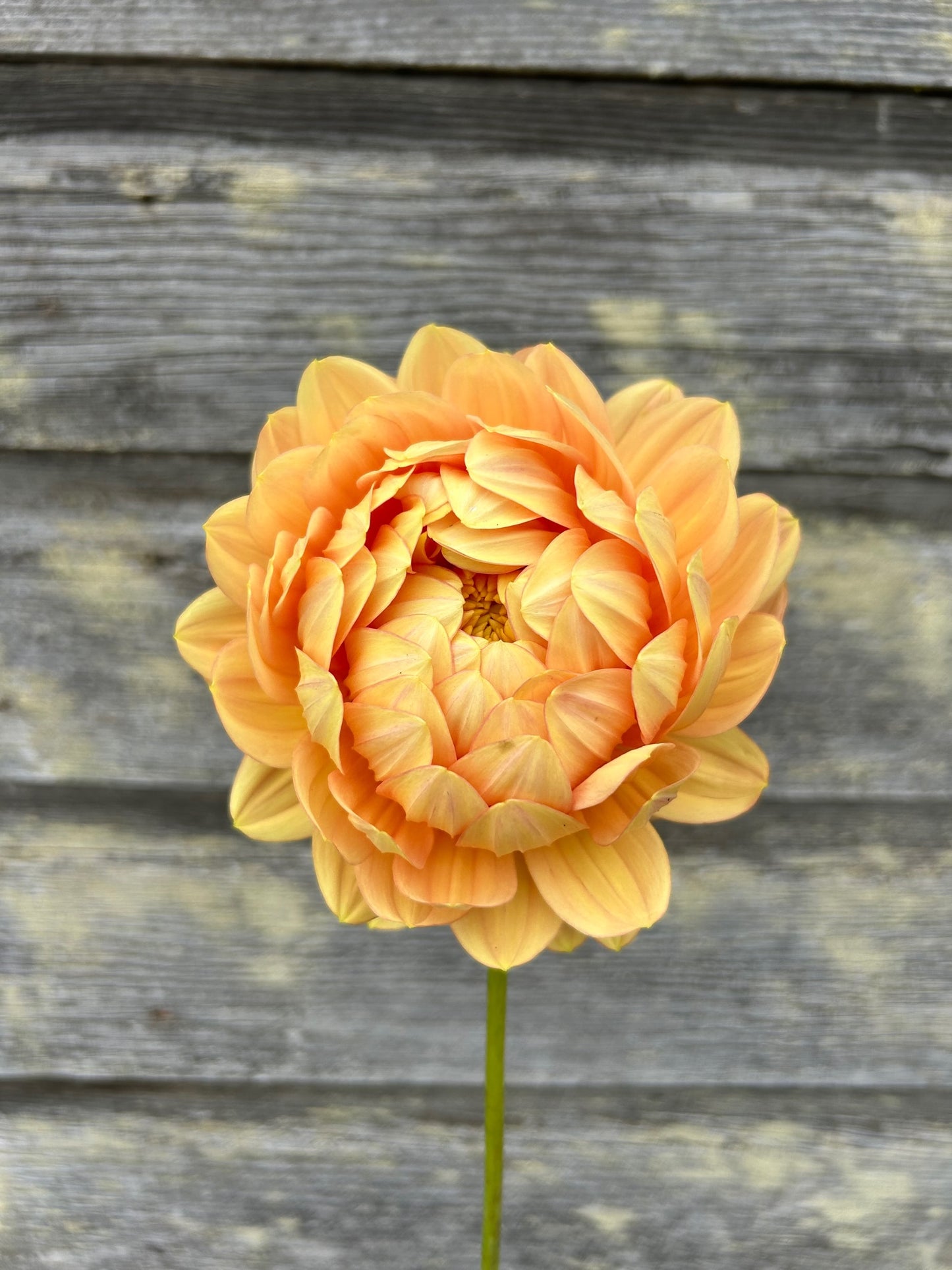 Hollyhill Serenity - LIMIT 1