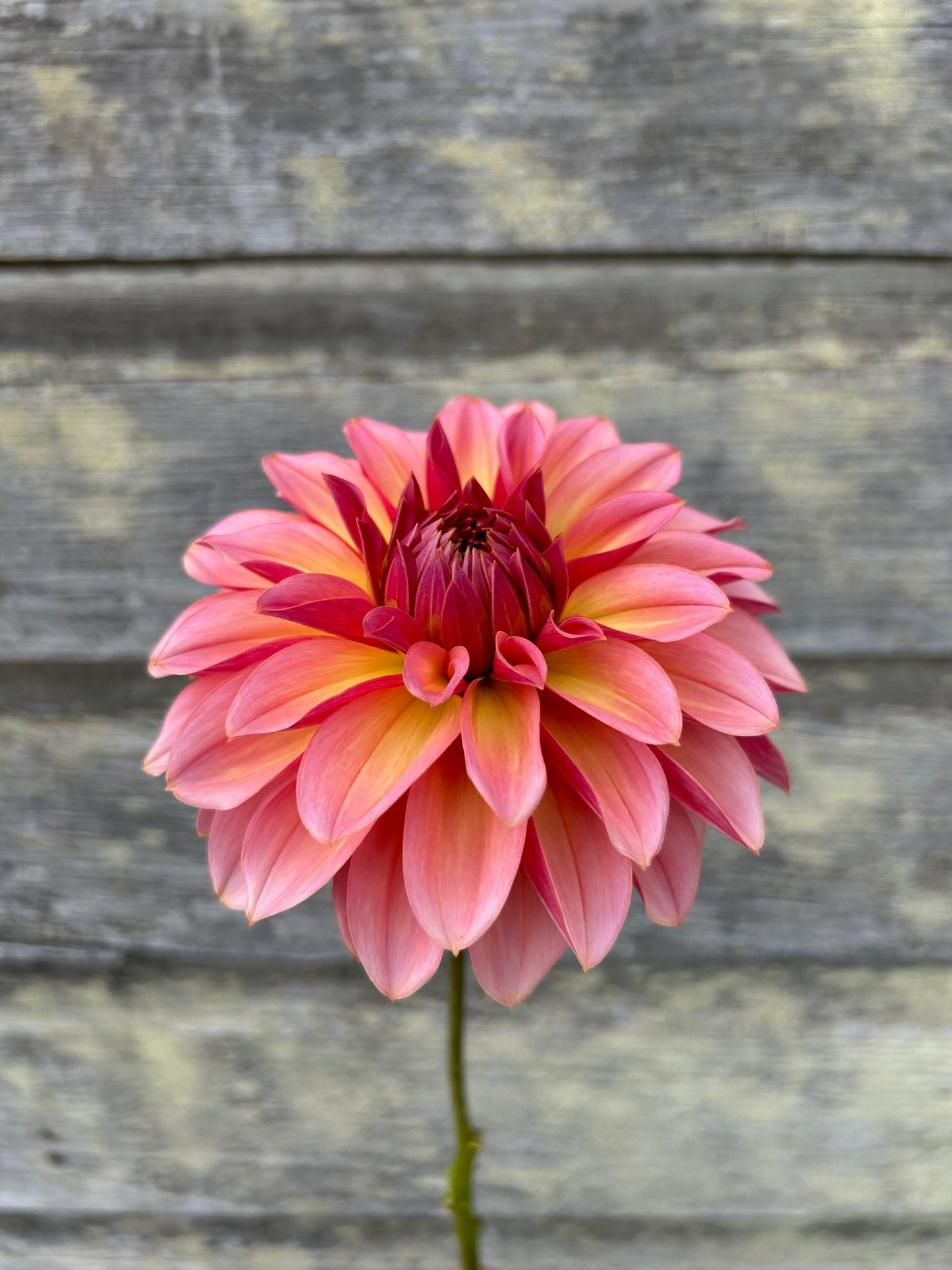 Antique Romance - LIMIT 1