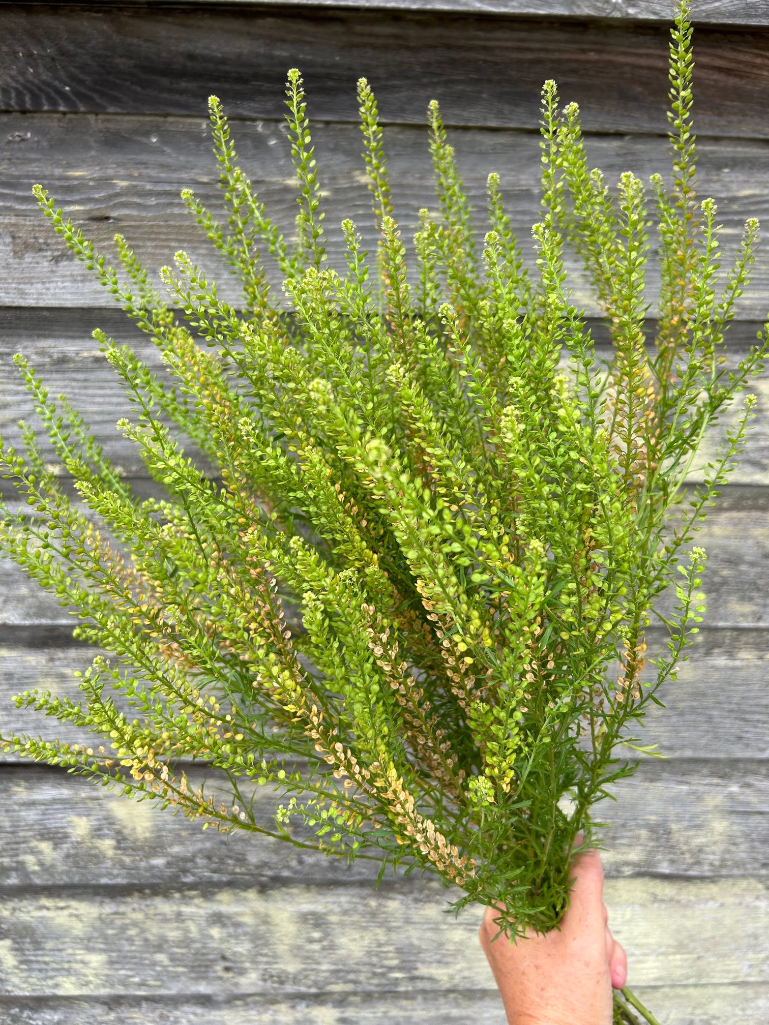 green dragon plant seeds Cress