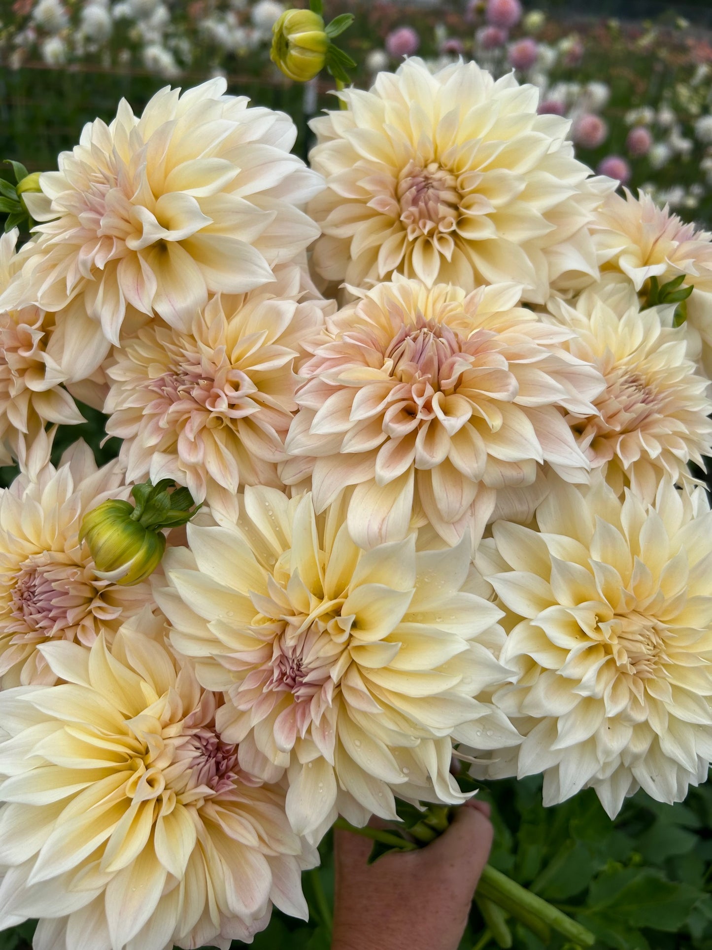 KA's® Mocha Maya - LIMIT 1