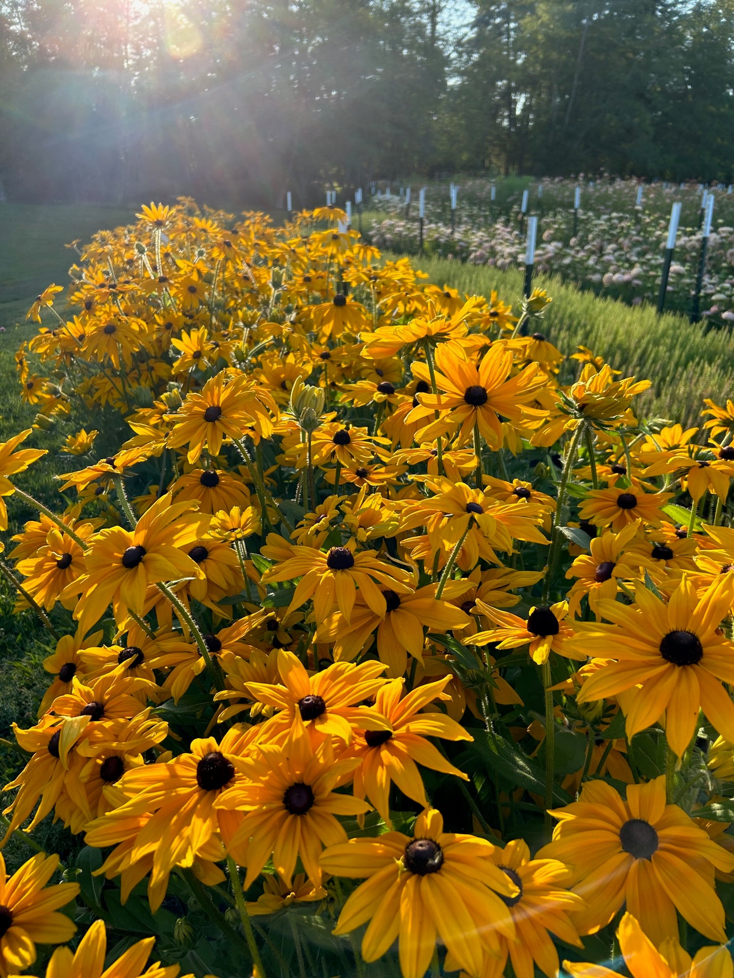Rudbeckia - Indian Summer