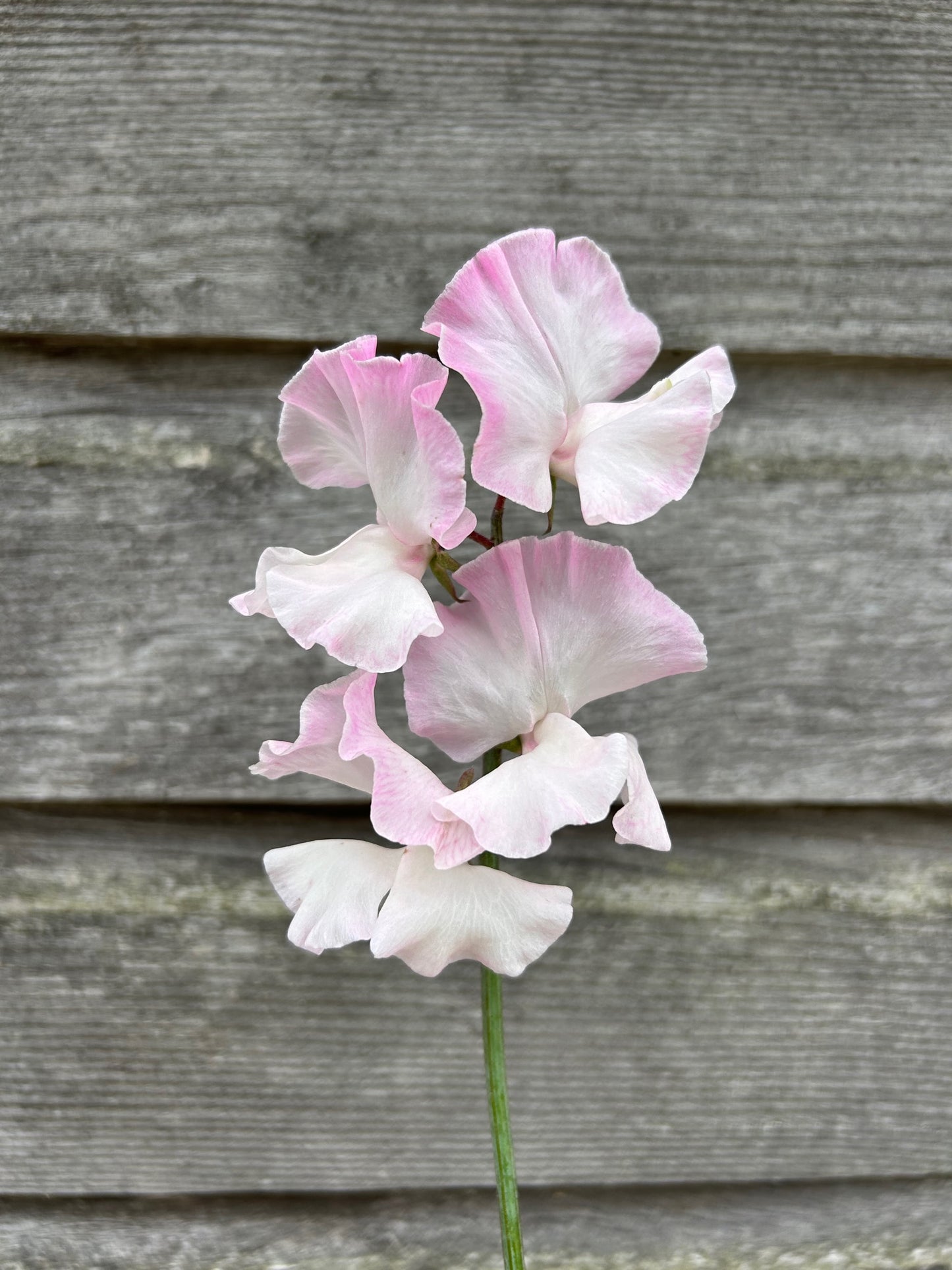 Sweet Pea - Deborah Devonshire