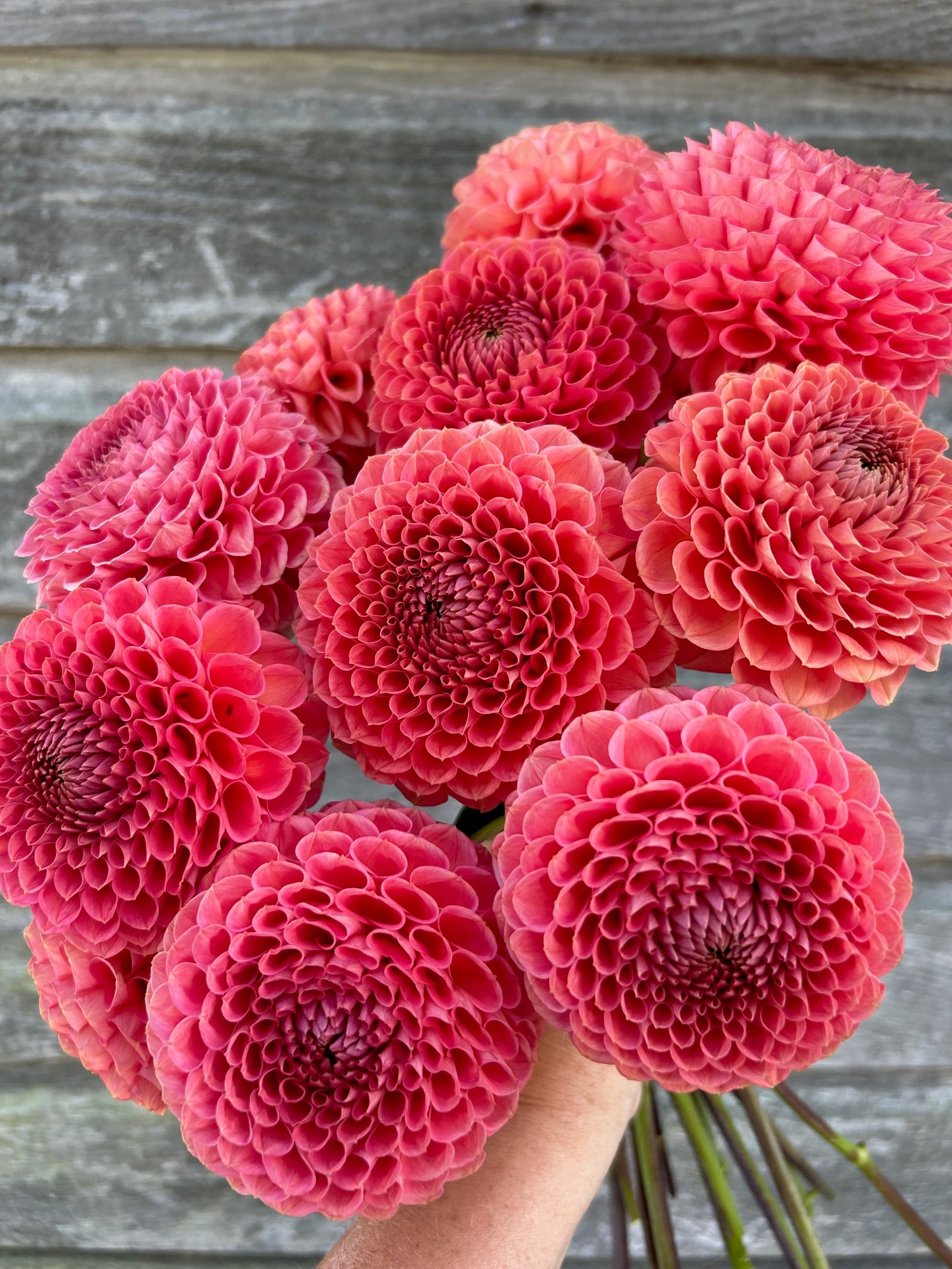 Crazy 4 Wylie Quinn – The Farmhouse Flower Farm