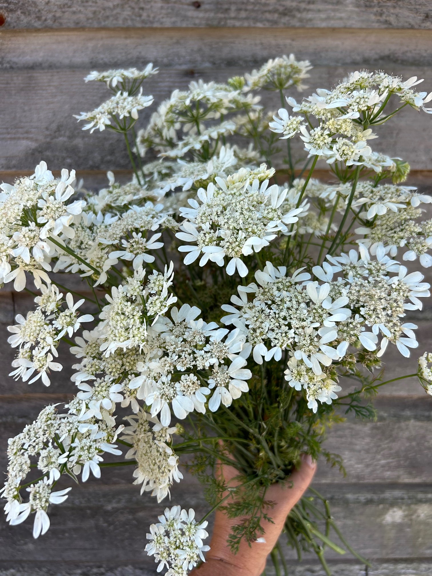 white lace flower seeds Orlaya