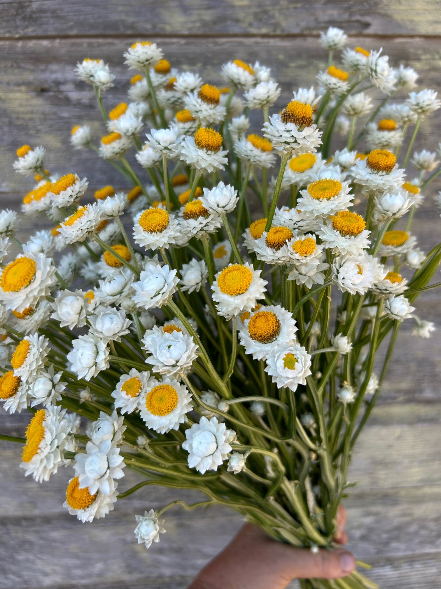everlasting flower seeds for sale Ammobium