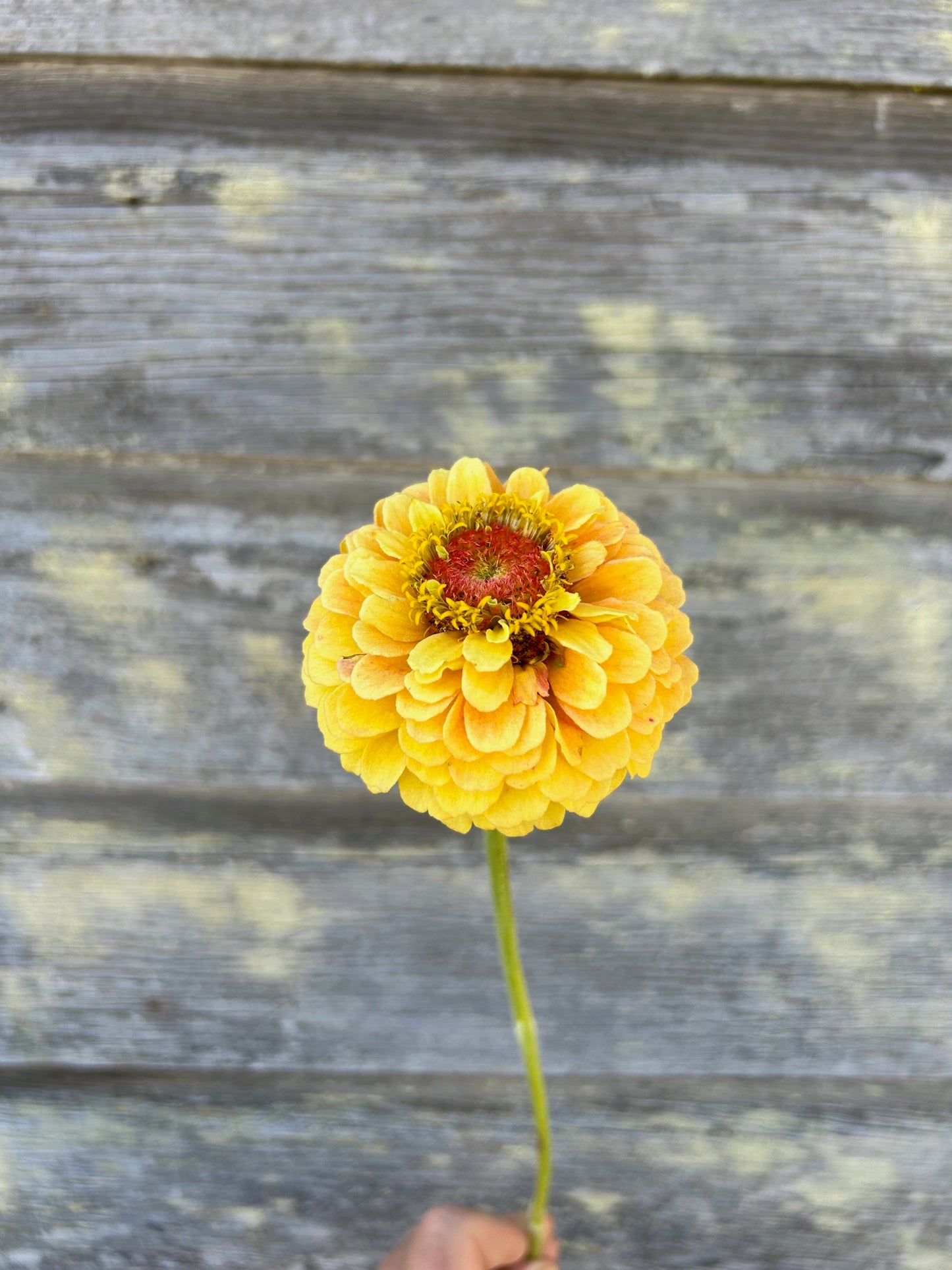 Zinnia - Queeny Lemon Peach