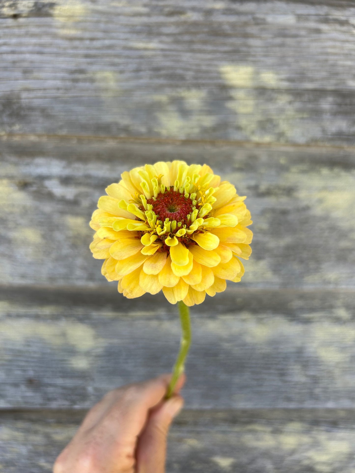 Zinnia - Queeny Lemon Peach