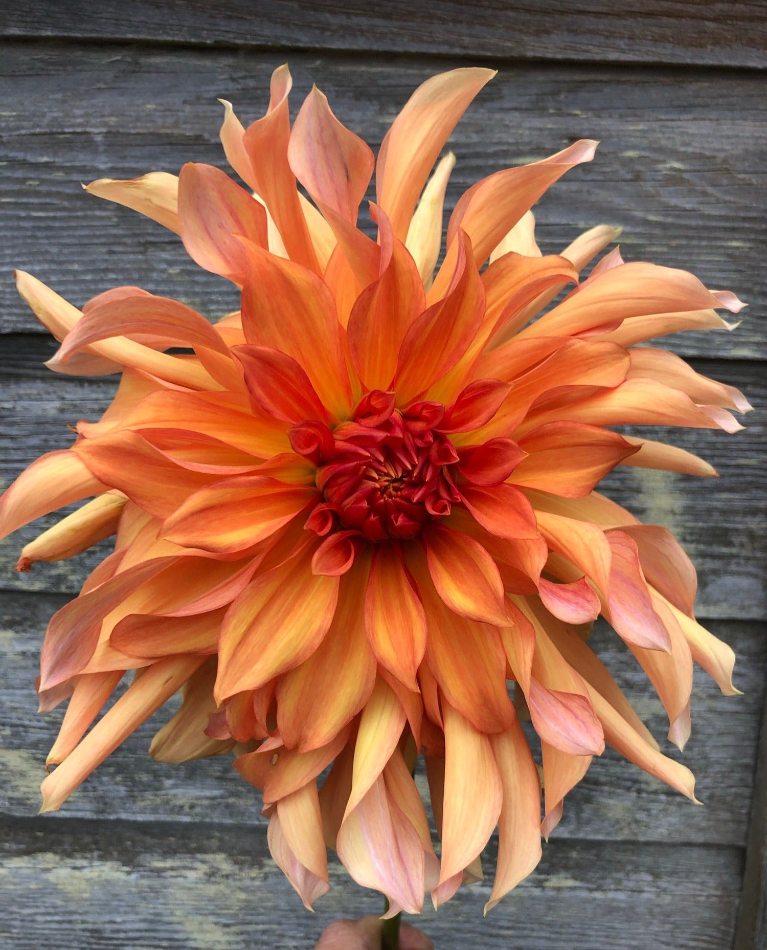 cowl lily flower Jane Cowl
