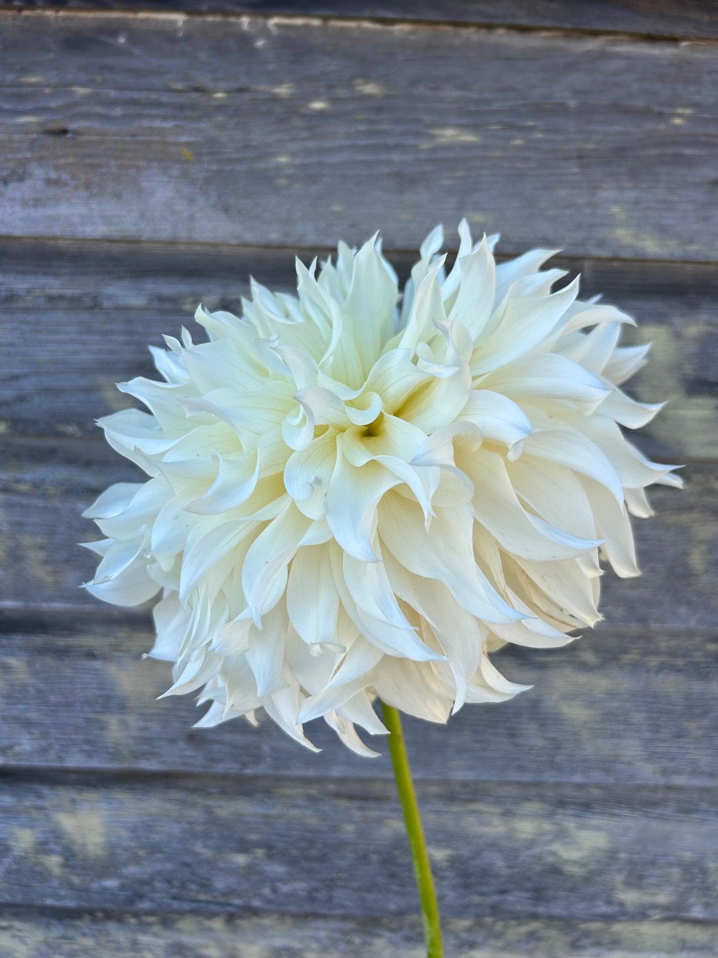 KA's® Papa John - LIMIT 1