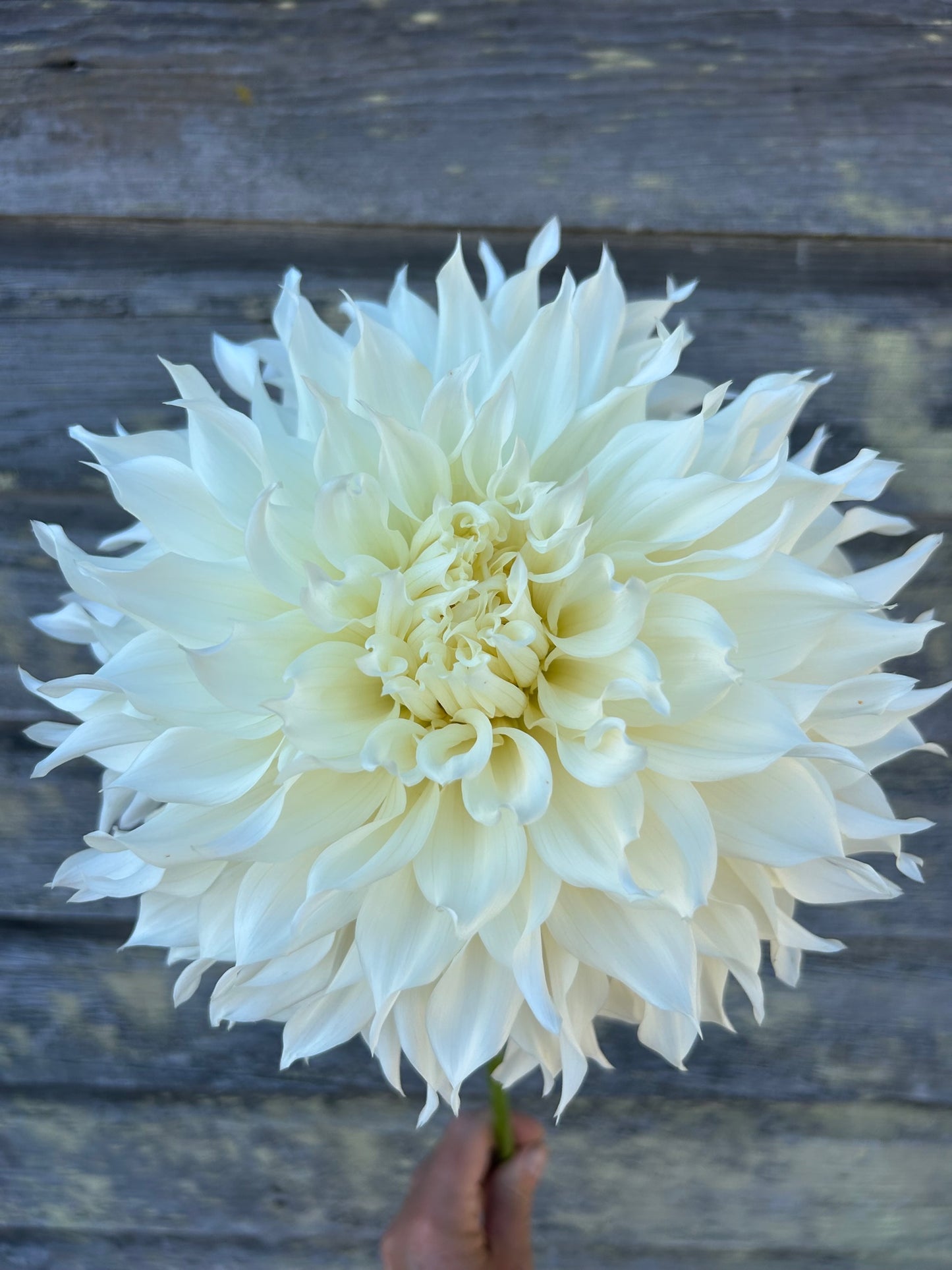 KA's® Papa John - LIMIT 1