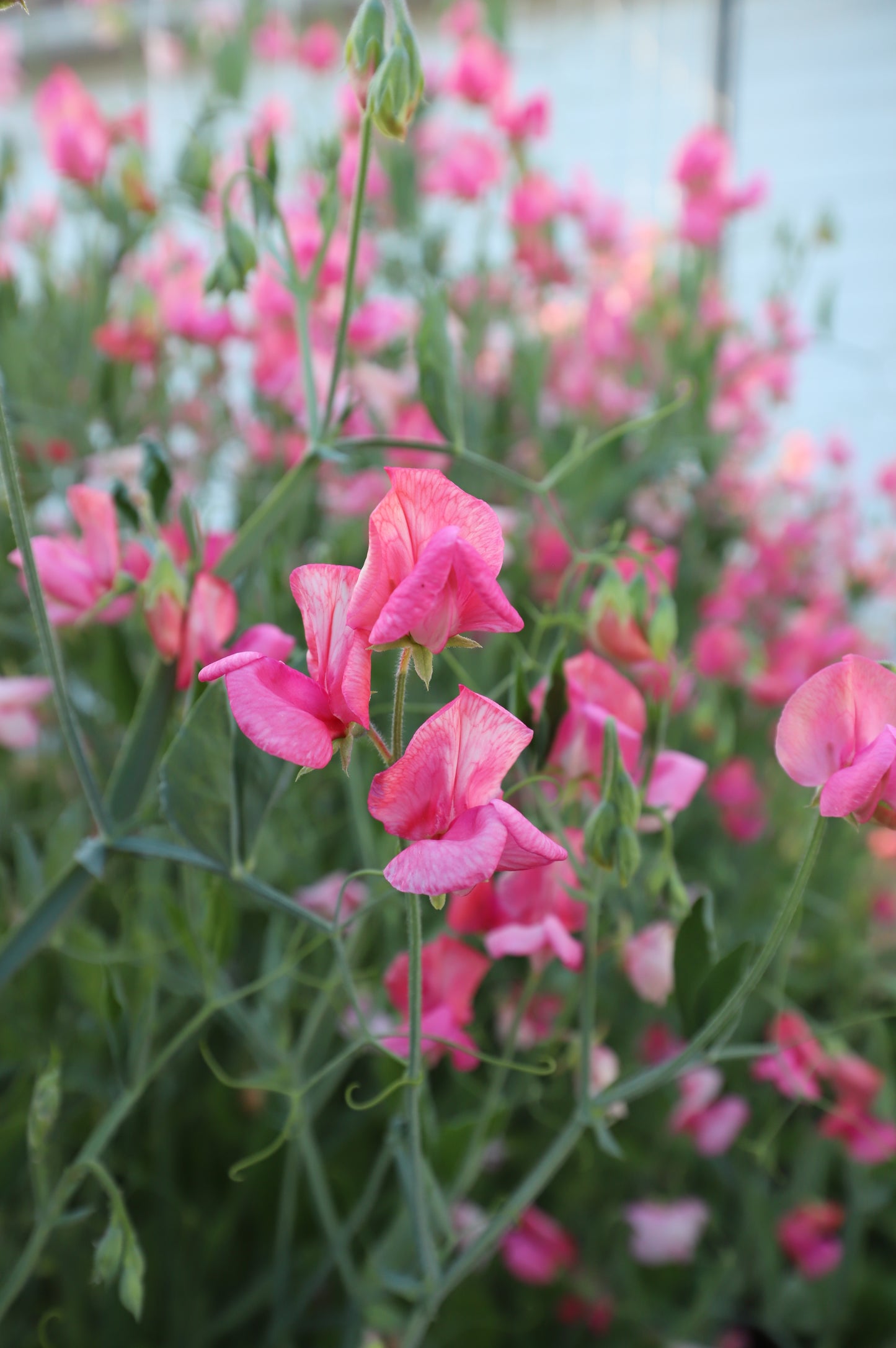Sweet Pea - Miss Willmott