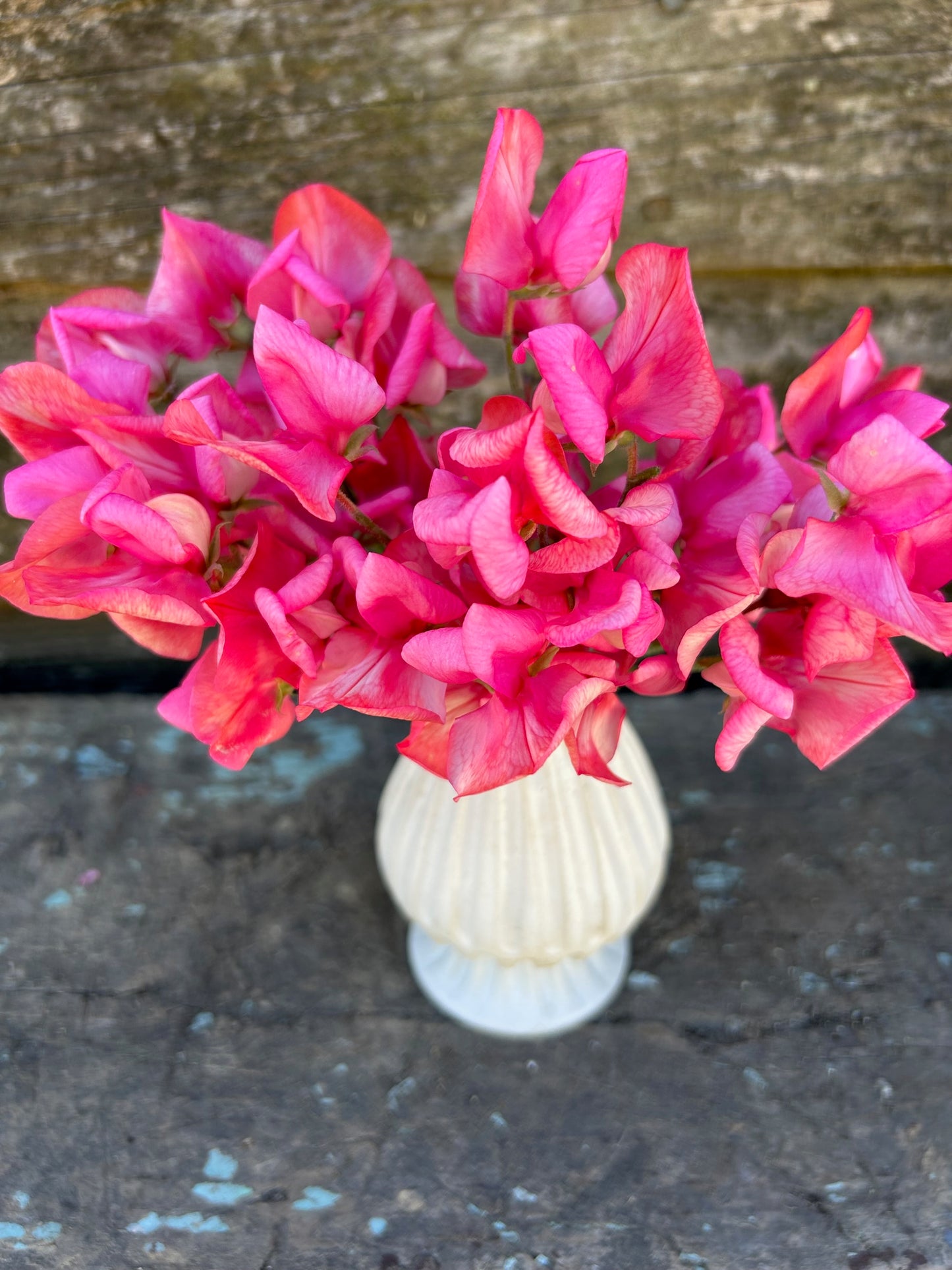 Sweet Pea - Miss Willmott