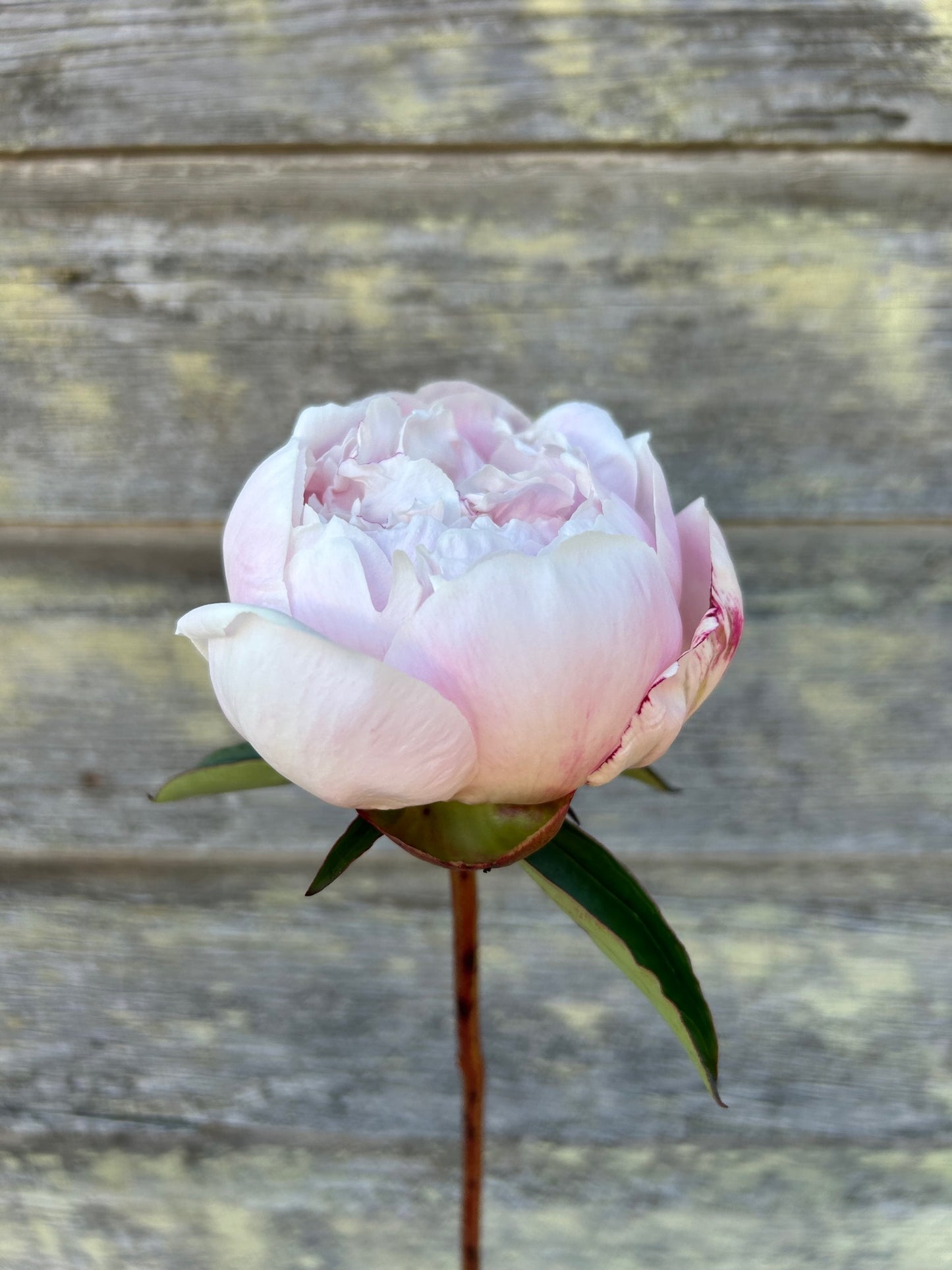 Peony - Nick Shaylor