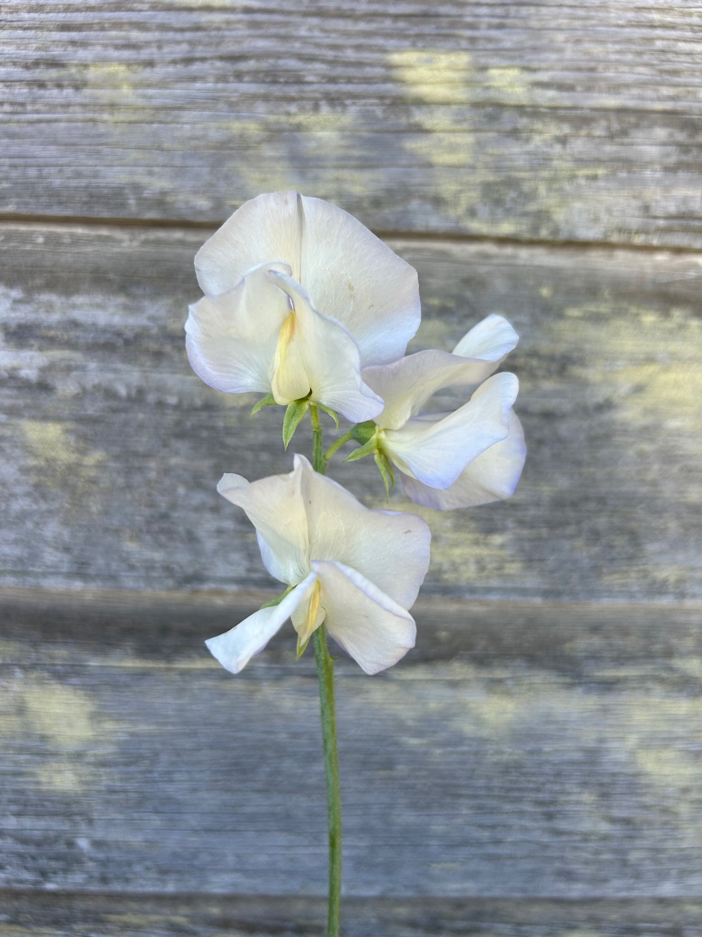 Sweet Pea - Old Times