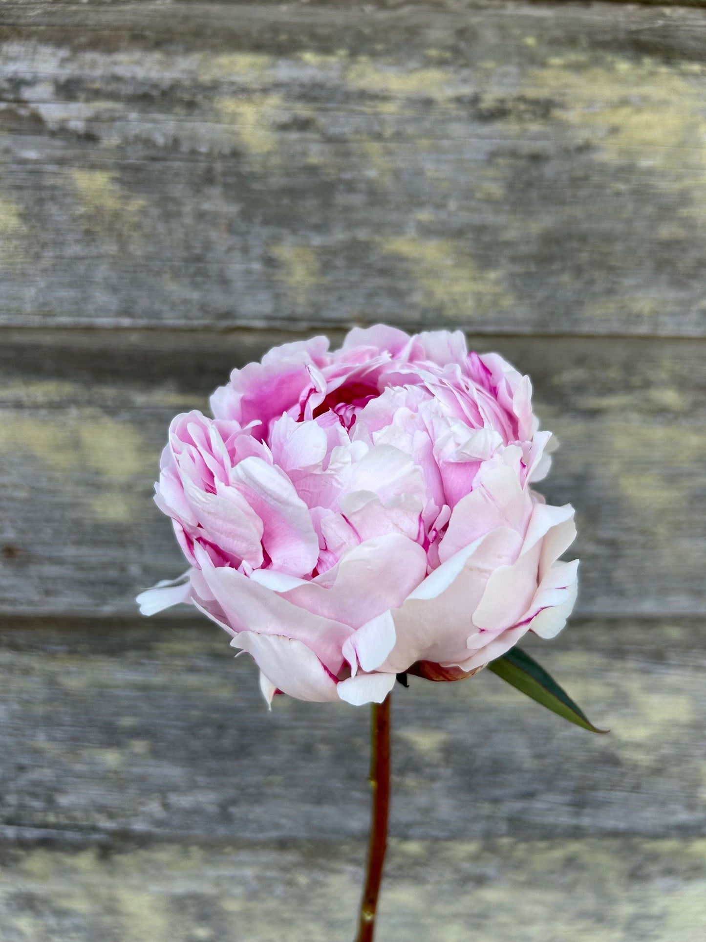 Peony - Sarah Bernhardt