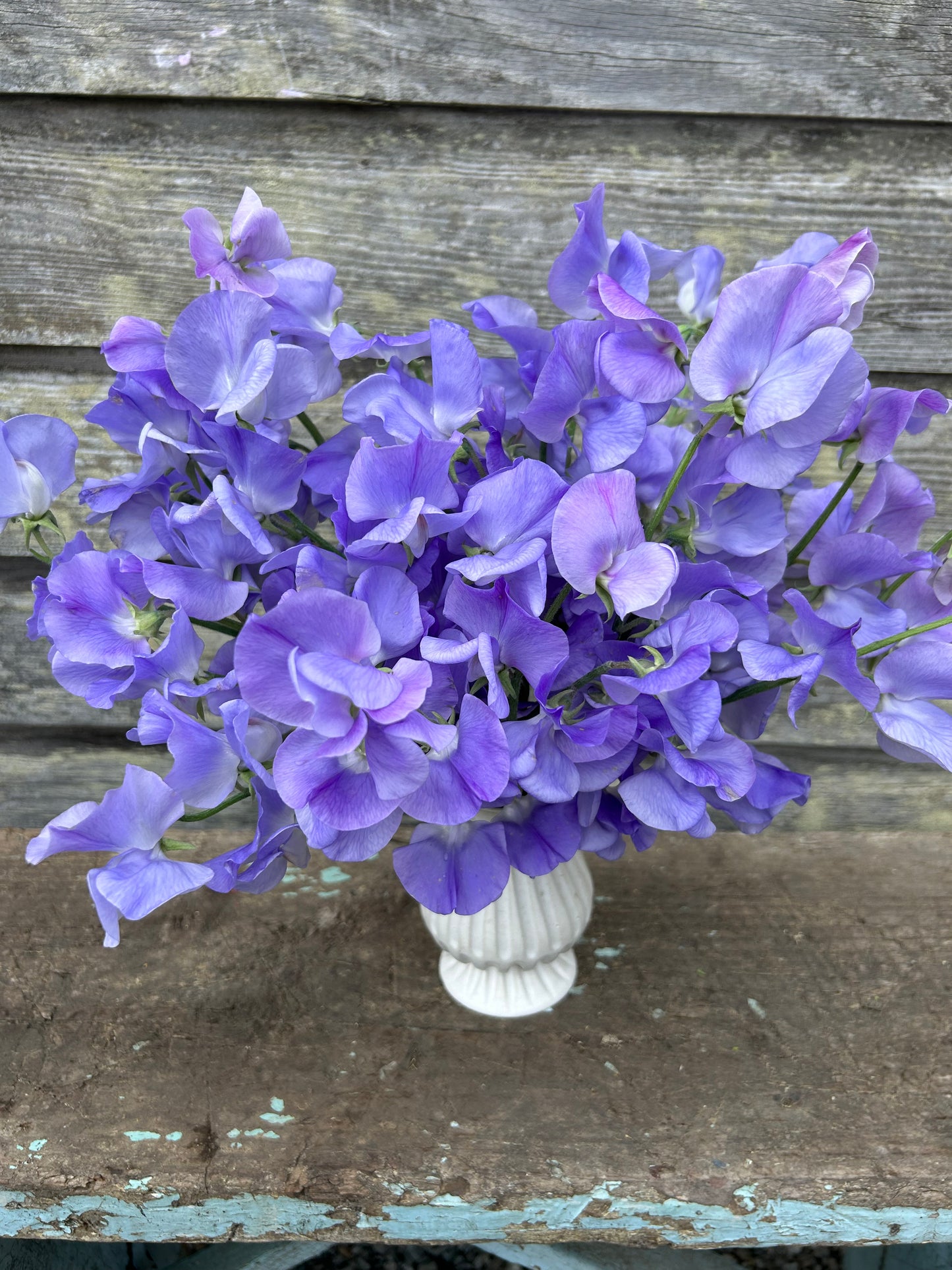 Sweet Pea - Winter Sunshine Light Blue