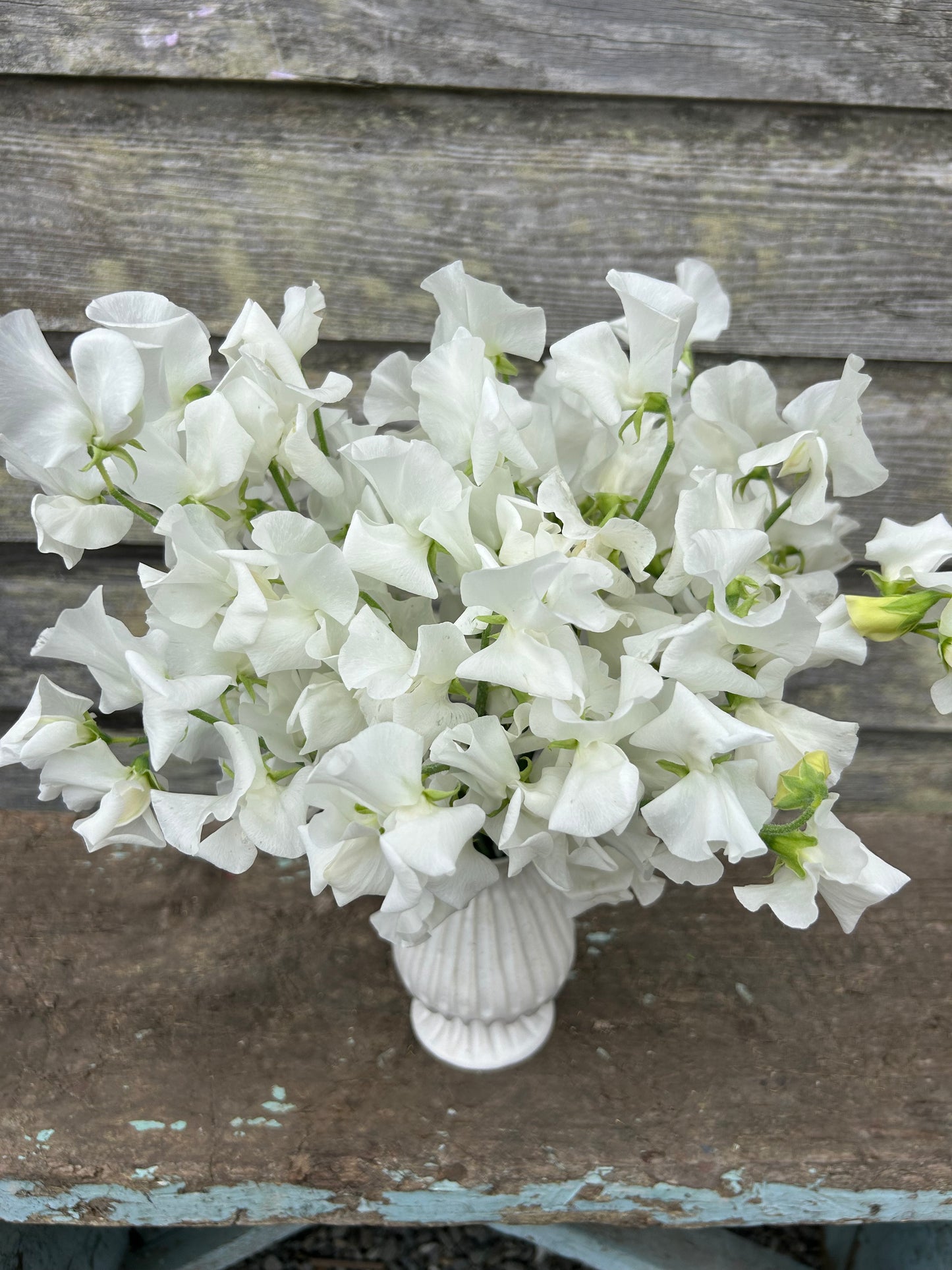 Sweet Pea - Winter Sunshine White