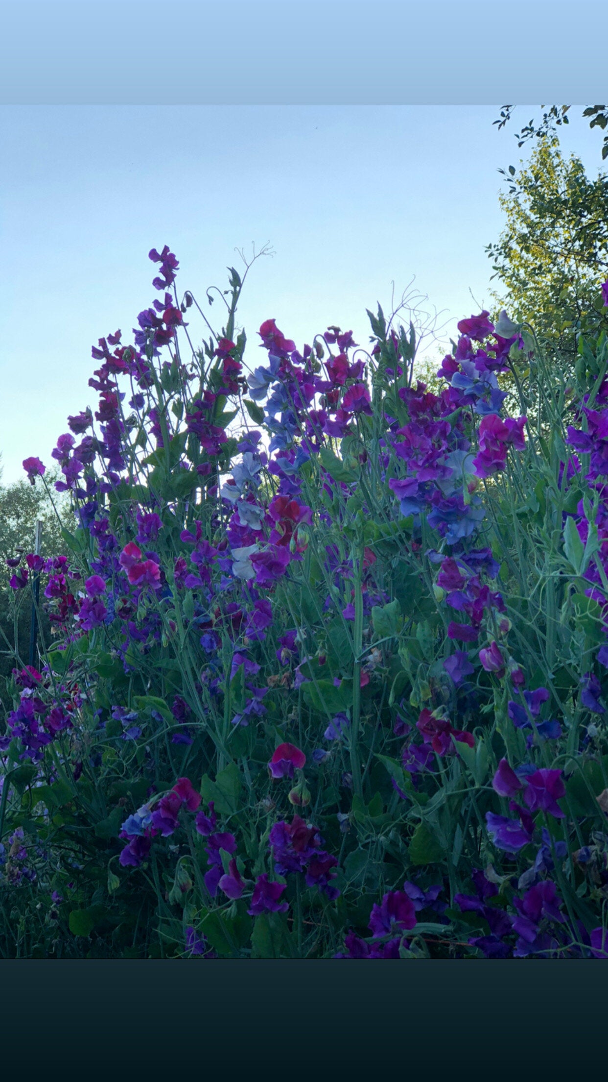 Sweet Pea - Blue Shift