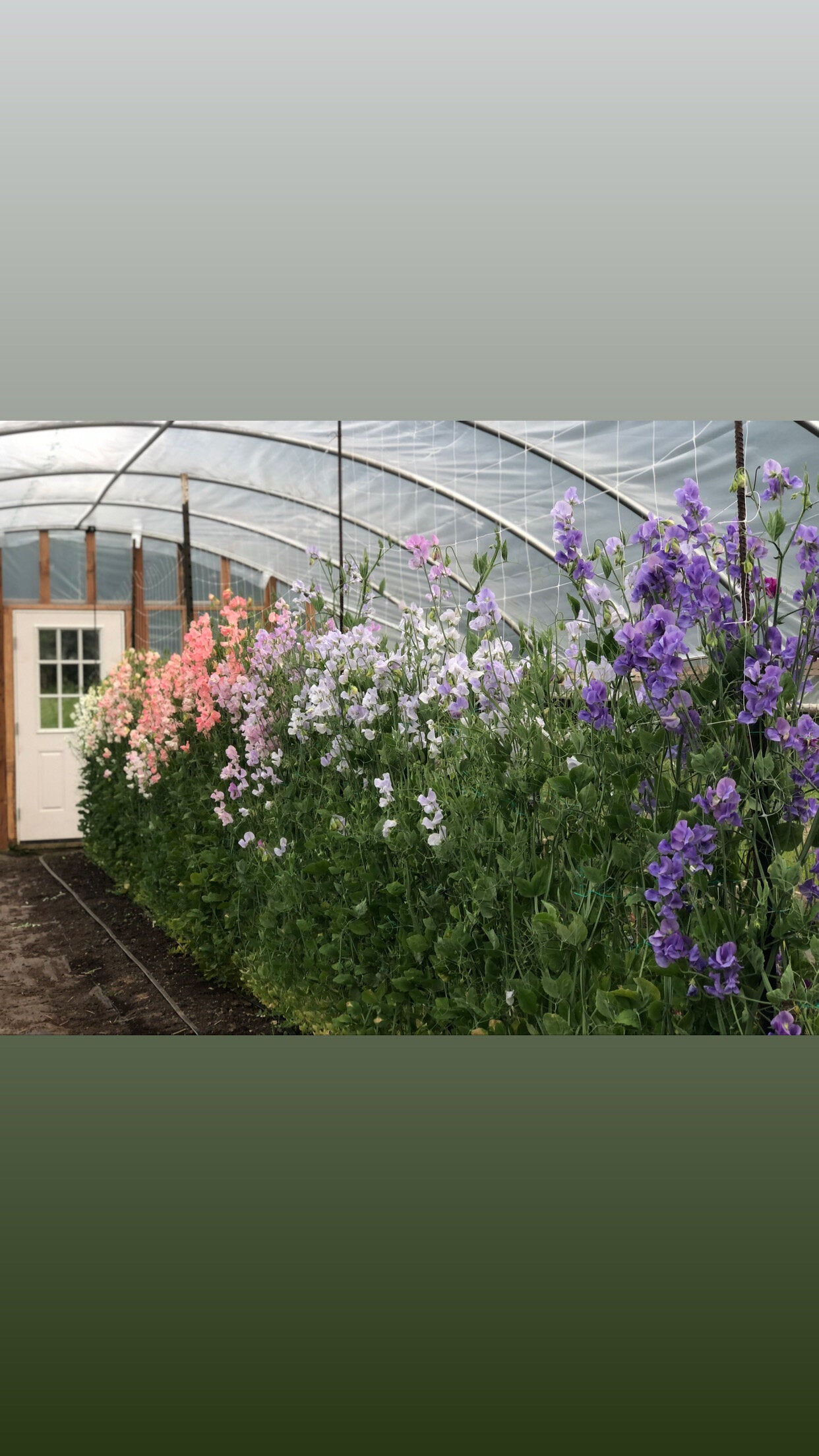 Sweet Pea - Cotton Candy Mix