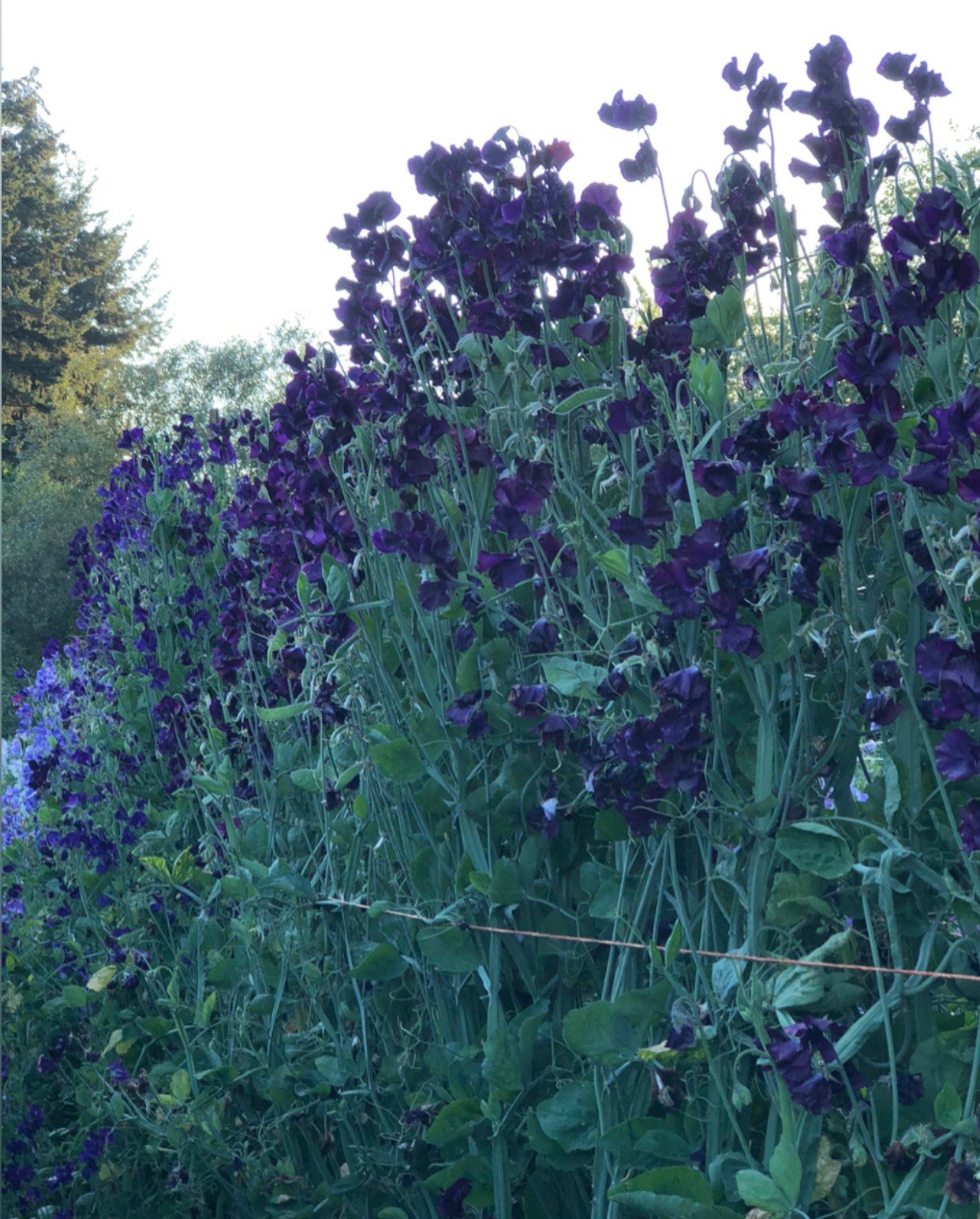 Sweet Pea - Mammoth Navy