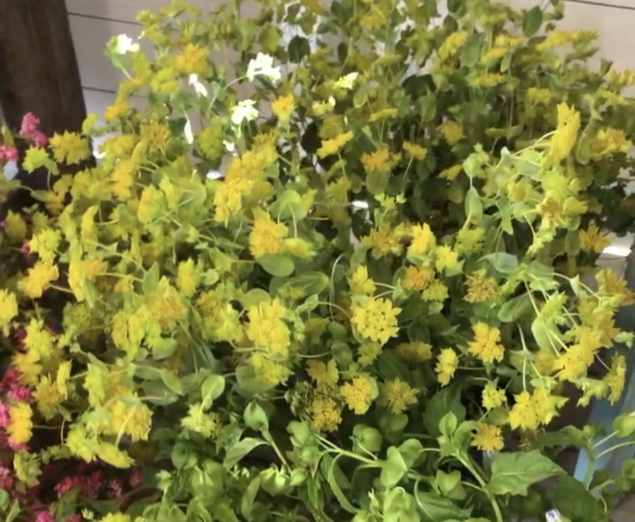 Bupleurum - Griffithi