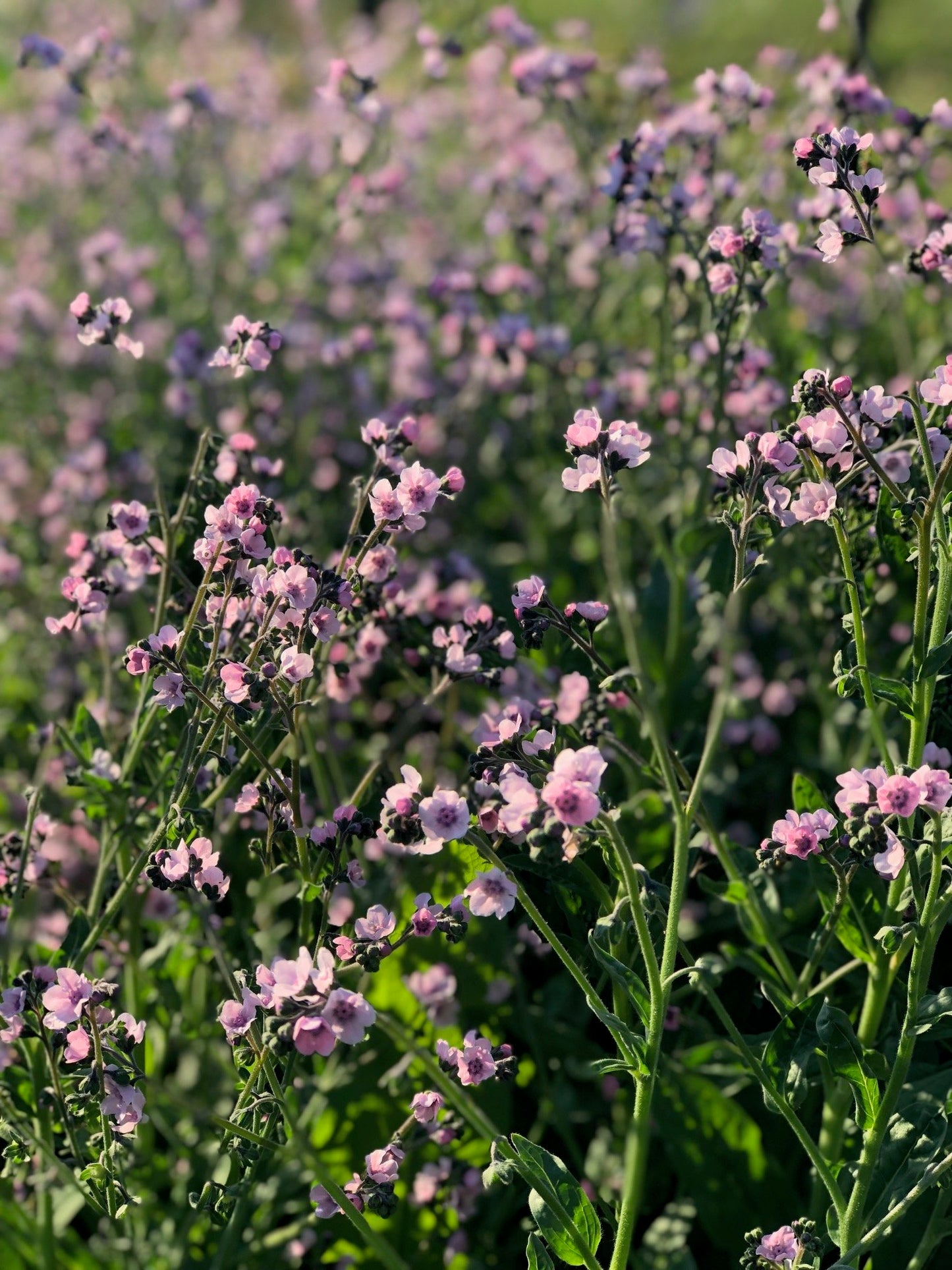 Chinese Forget Me Nots - Mystic Pink