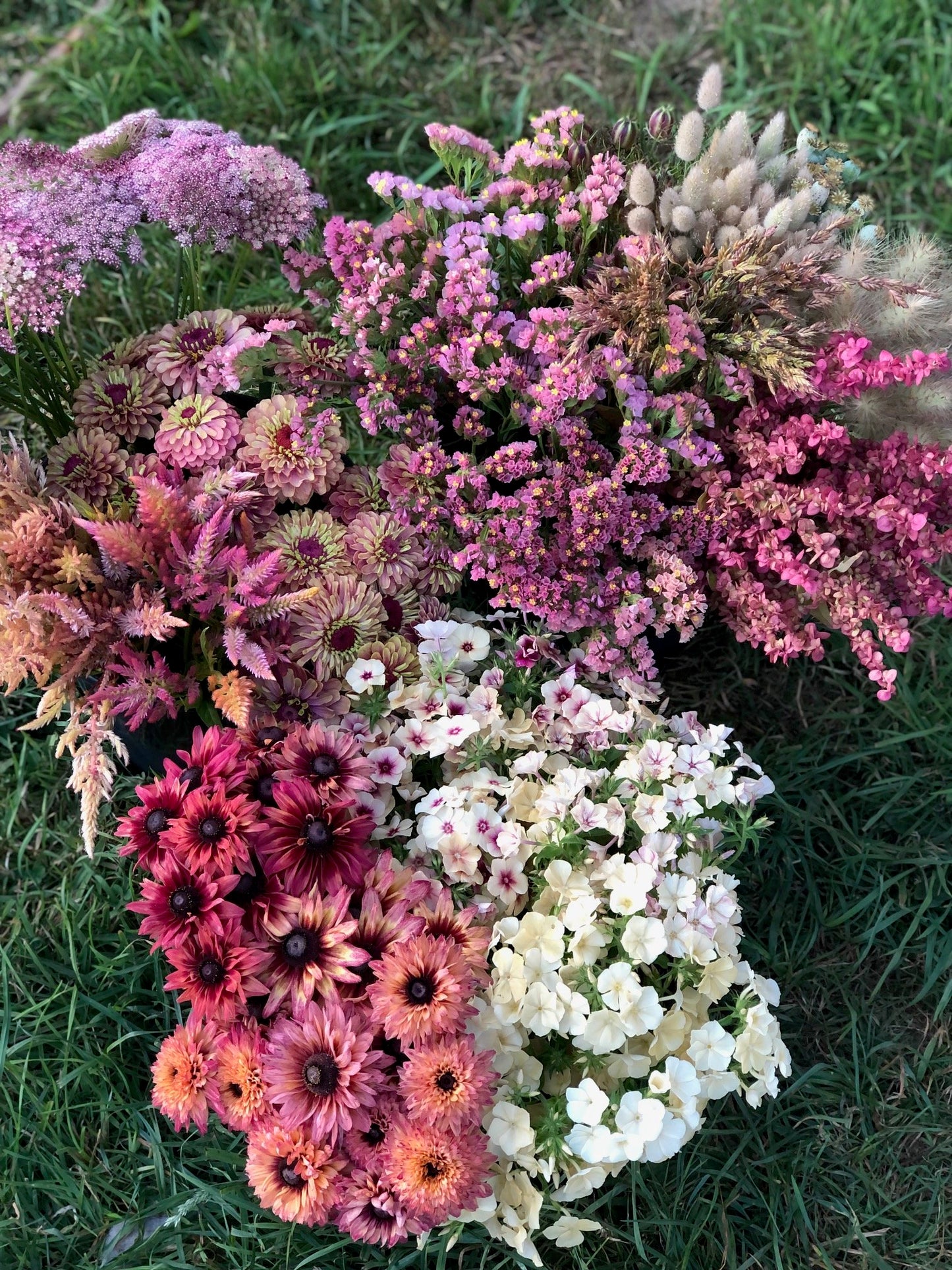 Chocolate Laceflower
