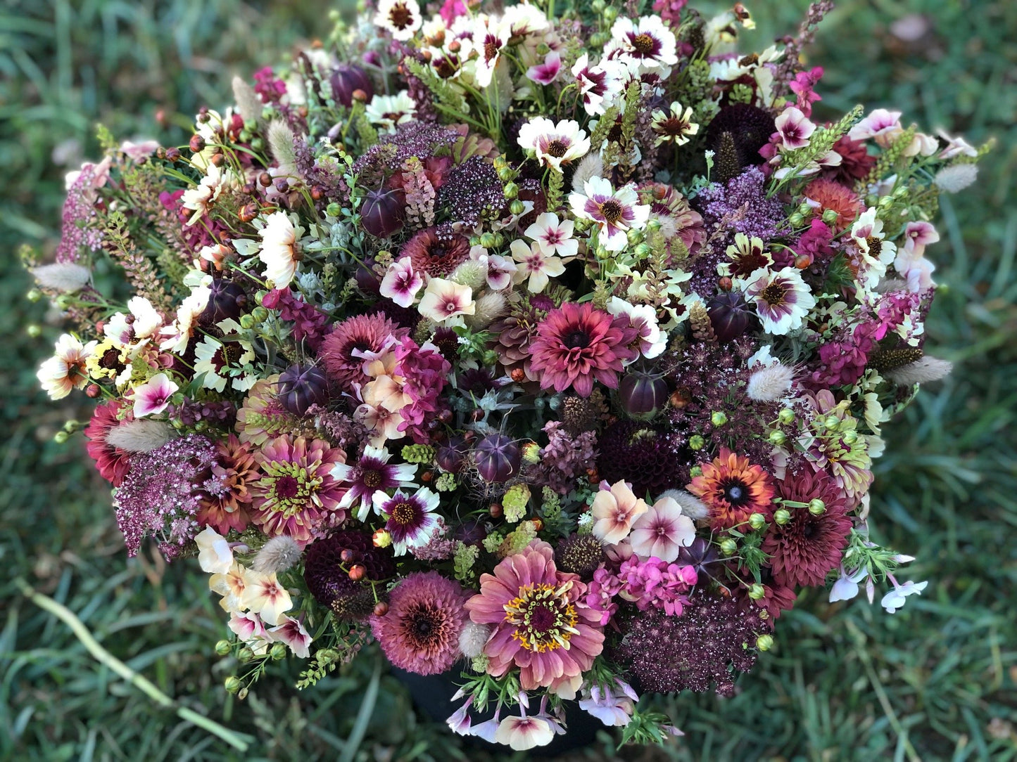 Chocolate Laceflower