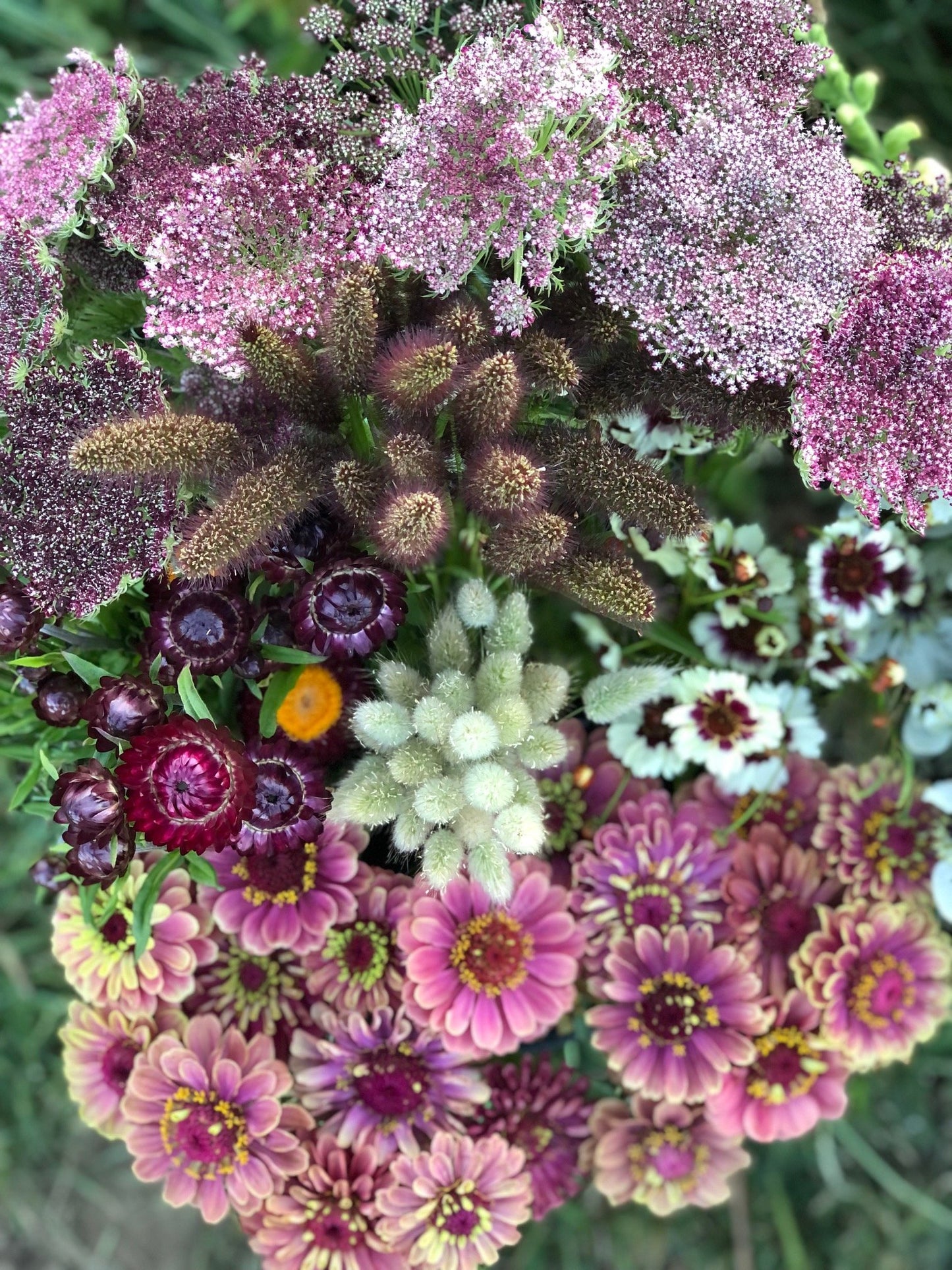 Chocolate Laceflower
