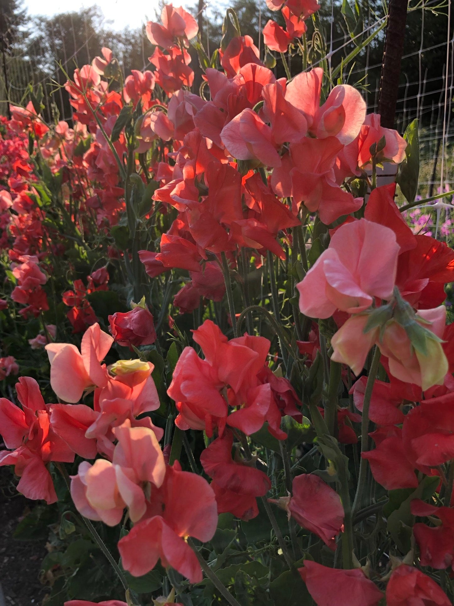 Sweet Pea - Clementine Kiss