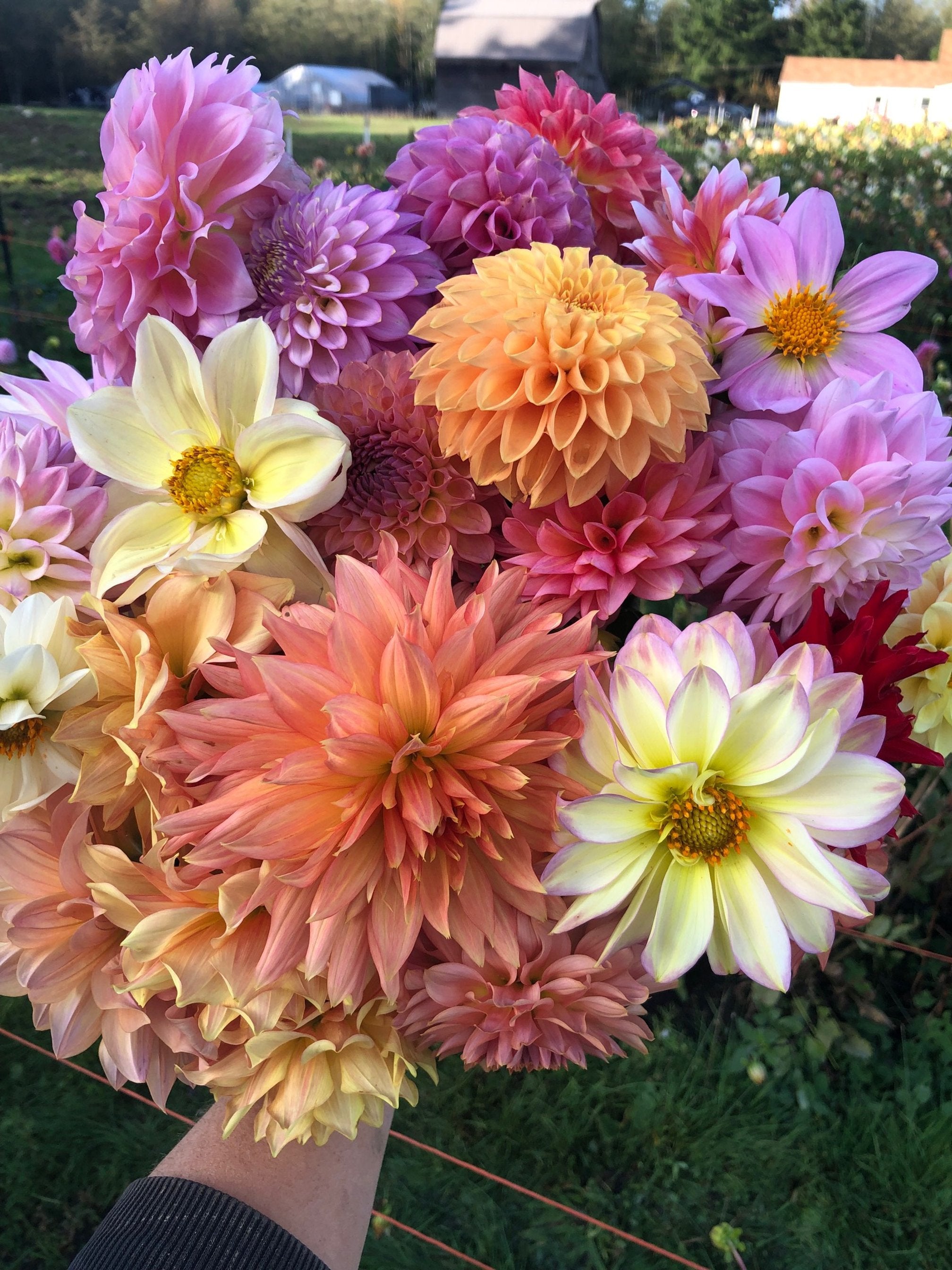 Dahlia Seed The Farmhouse Flower Farm