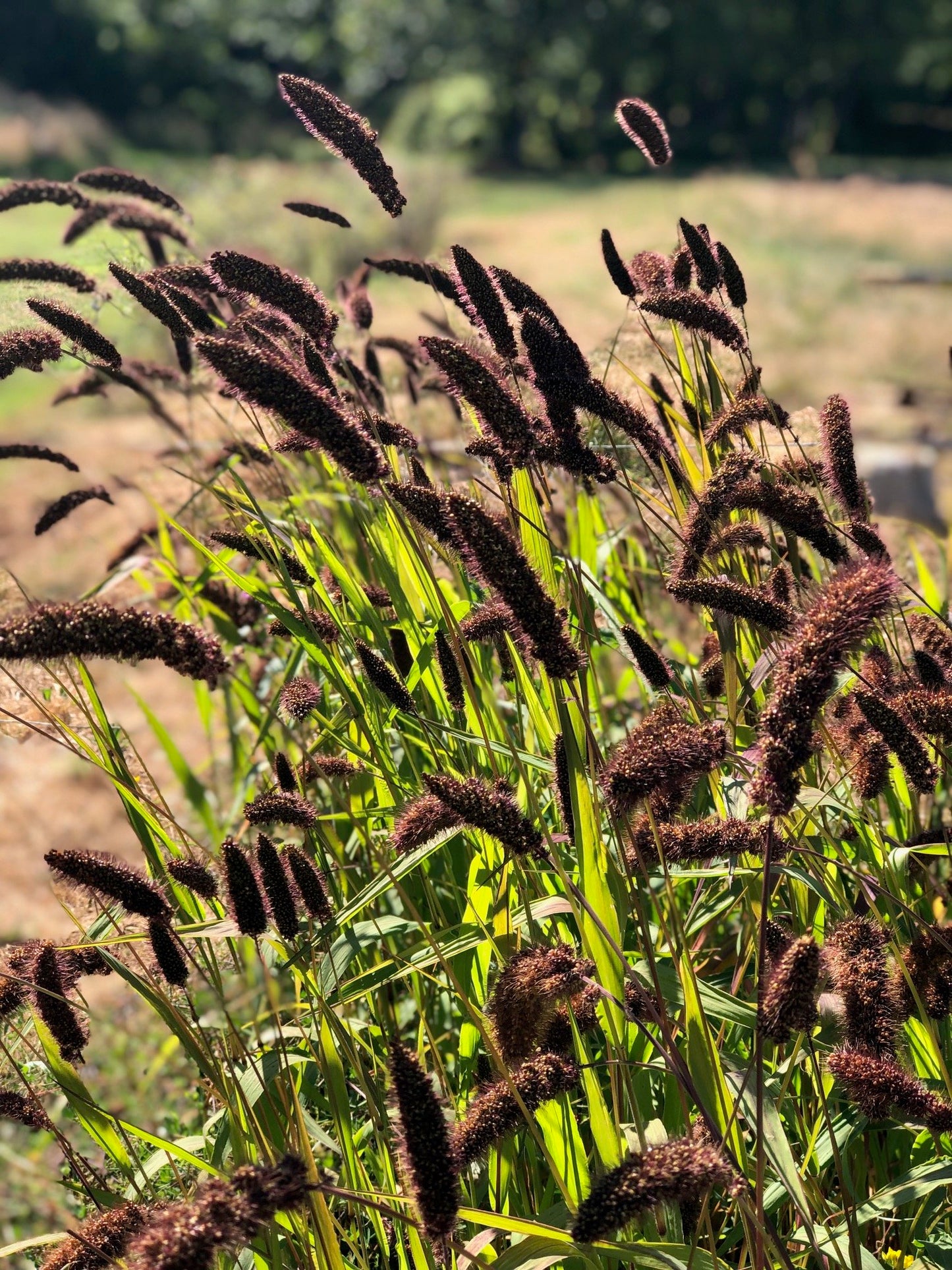 Foxtail Millet