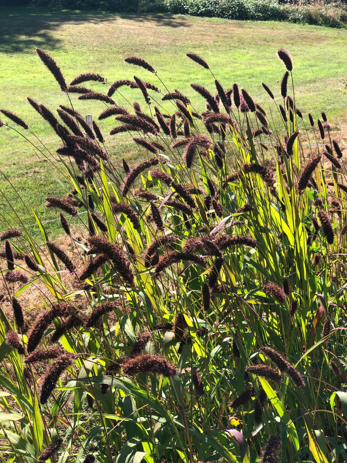 Foxtail Millet