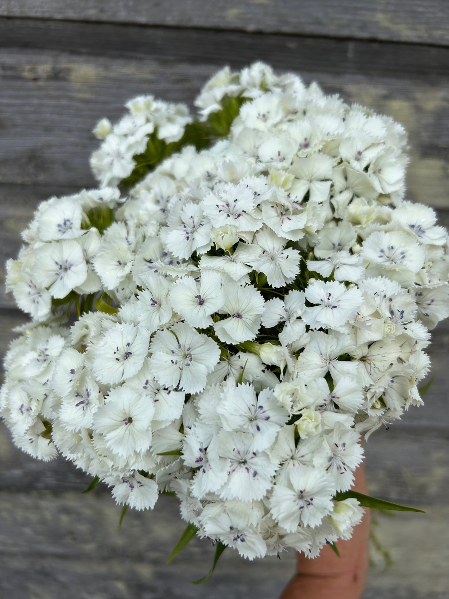 Sweet William - White