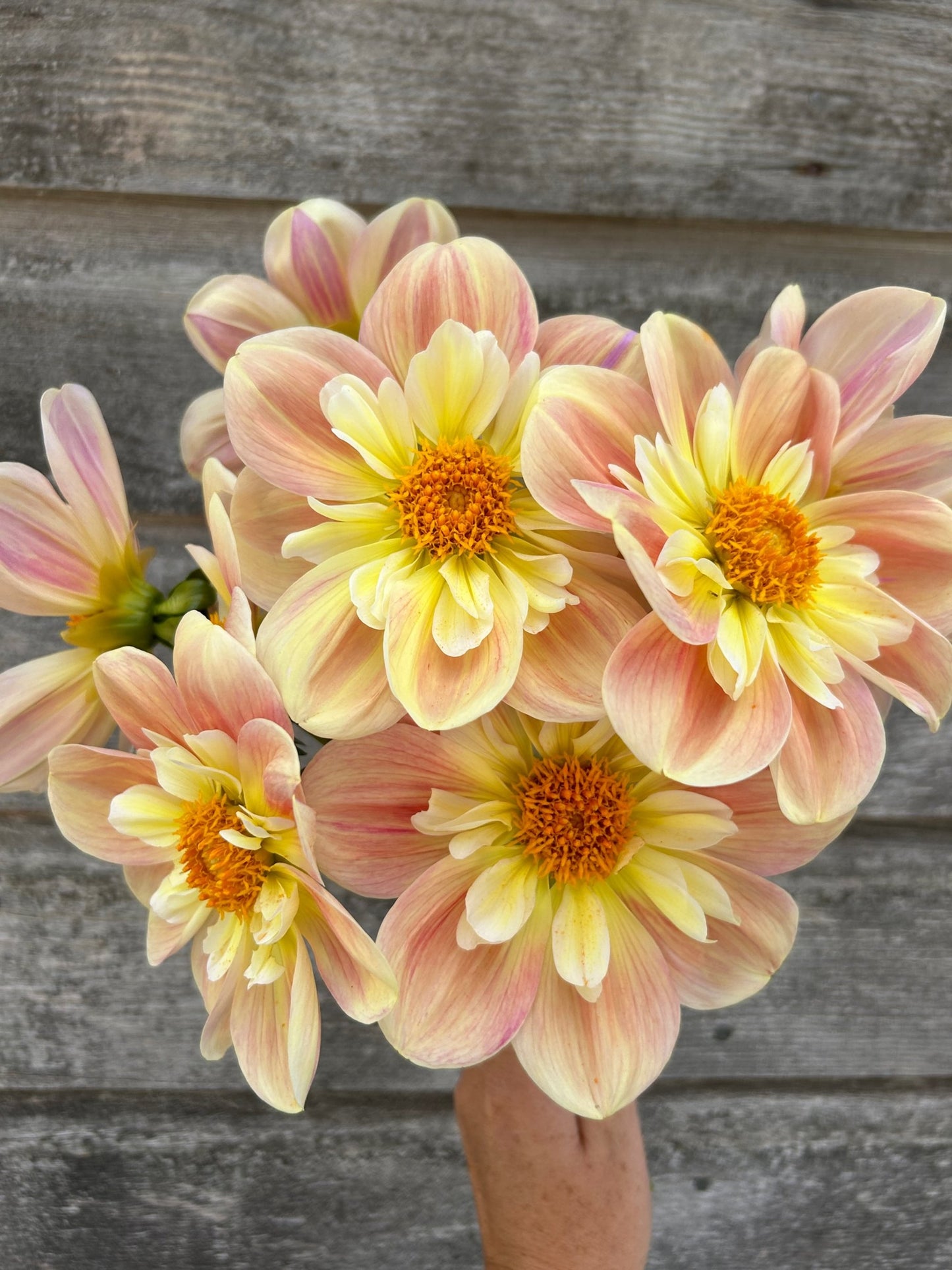 April Heather - LIMIT 1