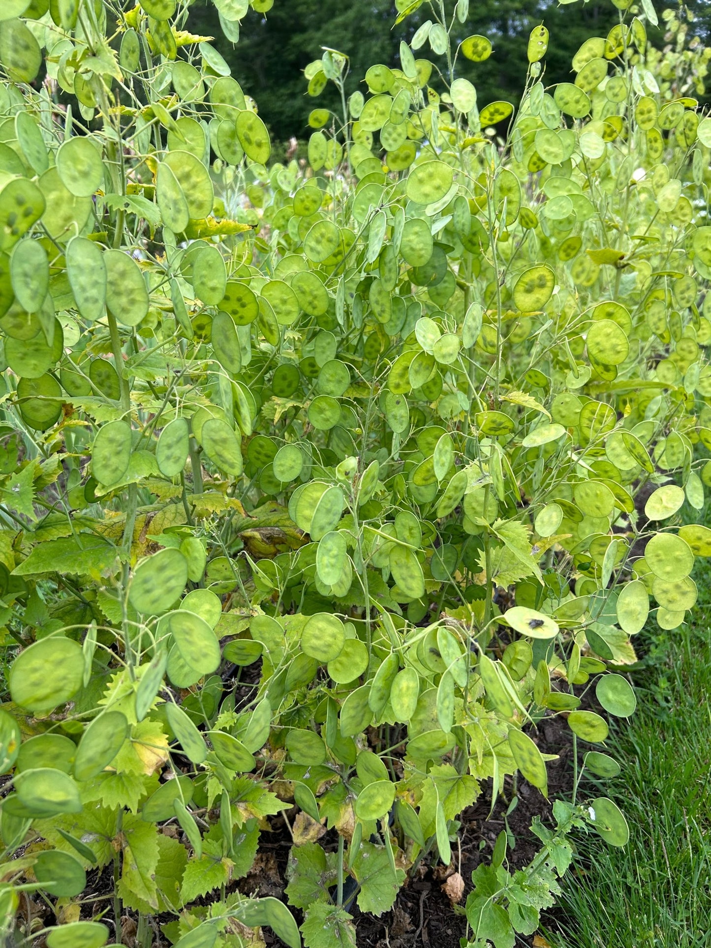 Lunaria - Sissinghurst White