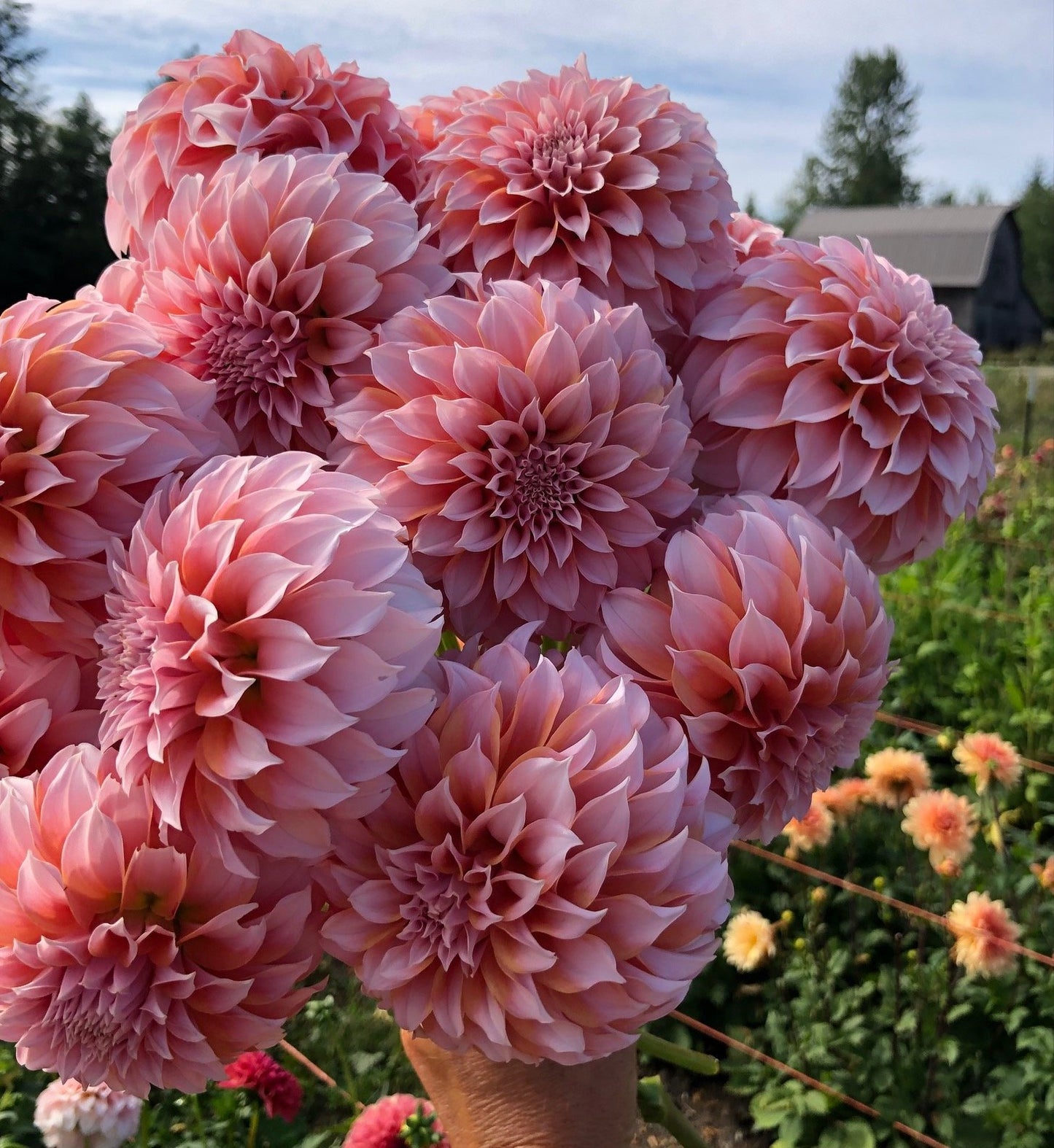 Peaches N' Cream