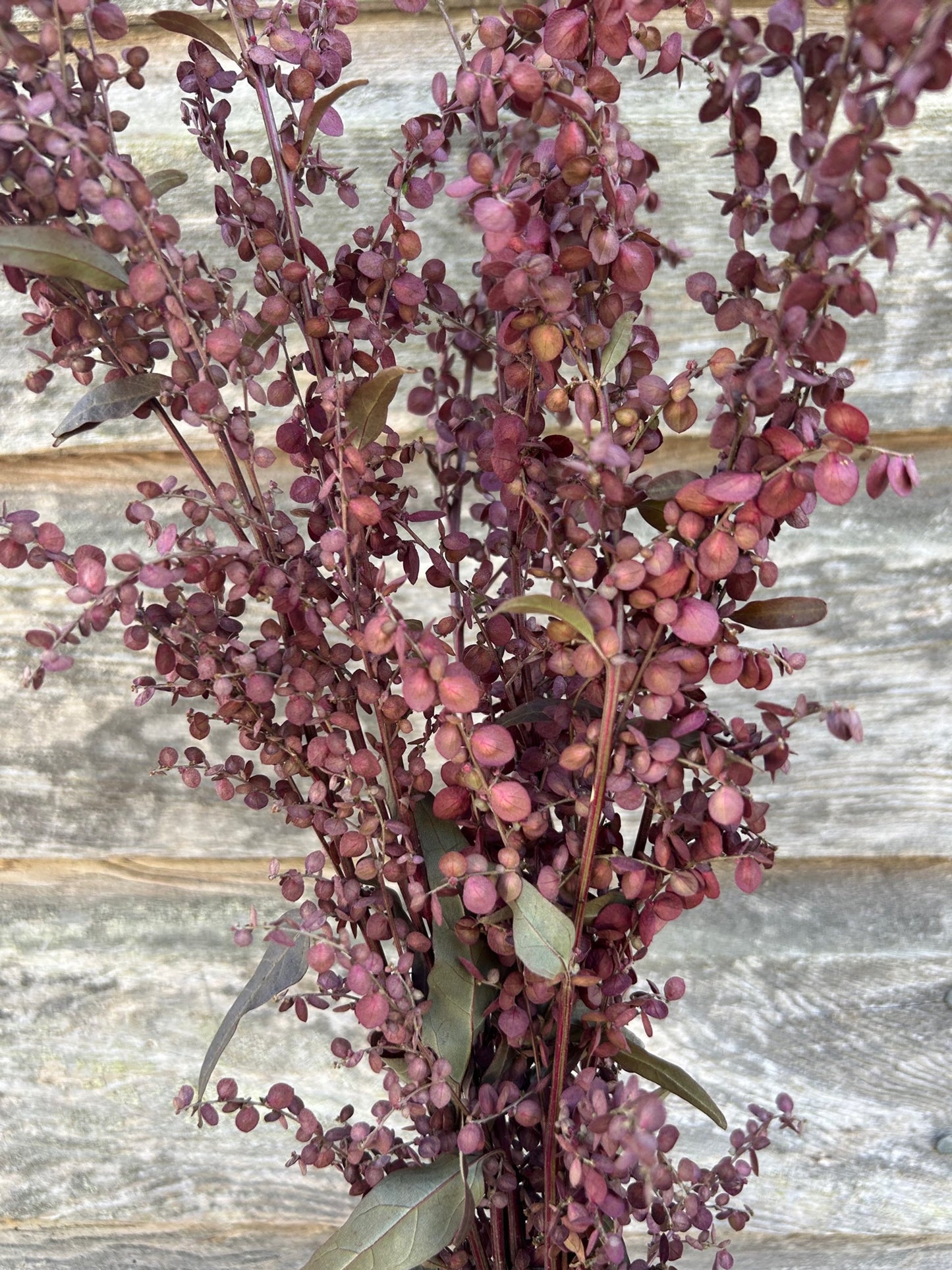 Orach - Copper Plume