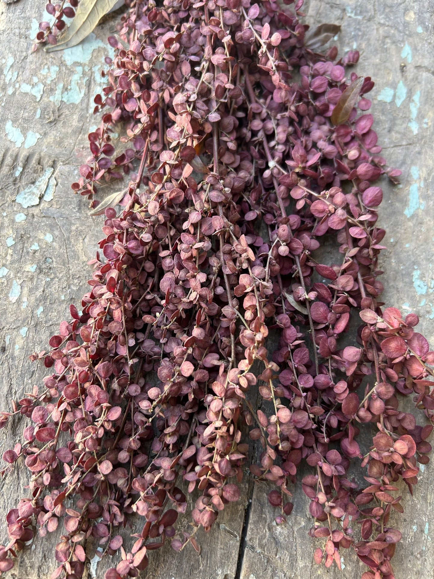 Orach - Copper Plume