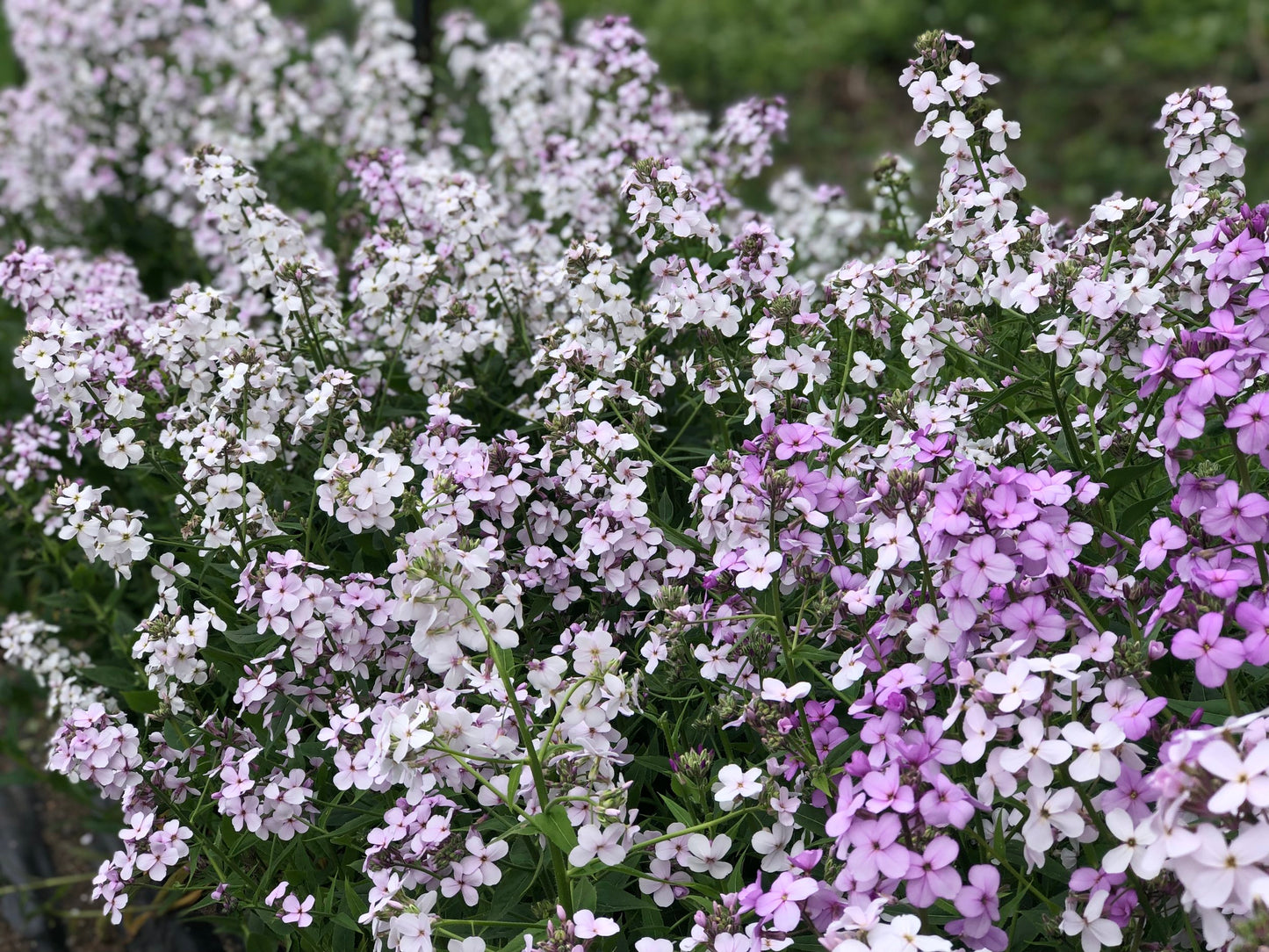 Sweet Rocket - Lavender