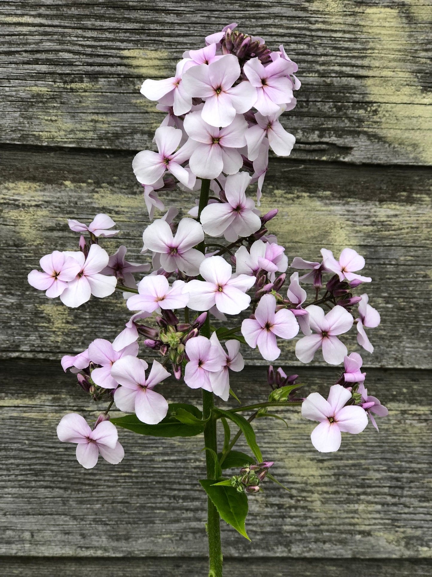 Sweet Rocket - Lavender