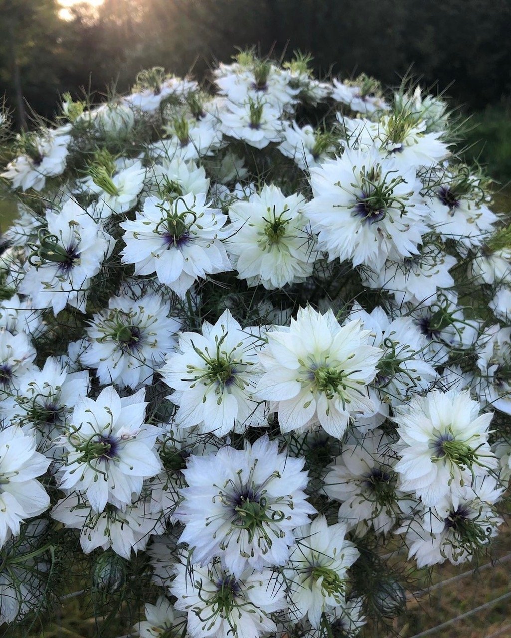 Nigella - Cramer's Plum