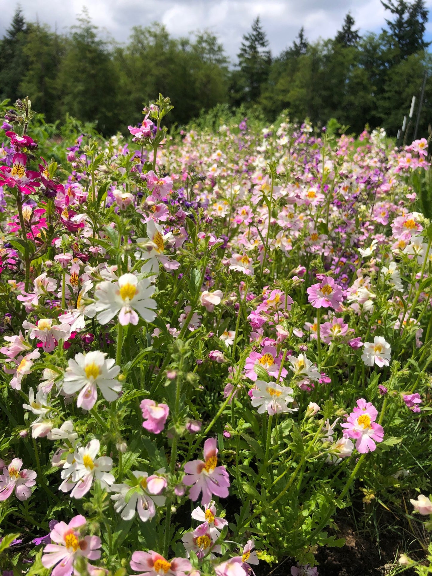Poor Man's Orchid - Angel's Wings Mix