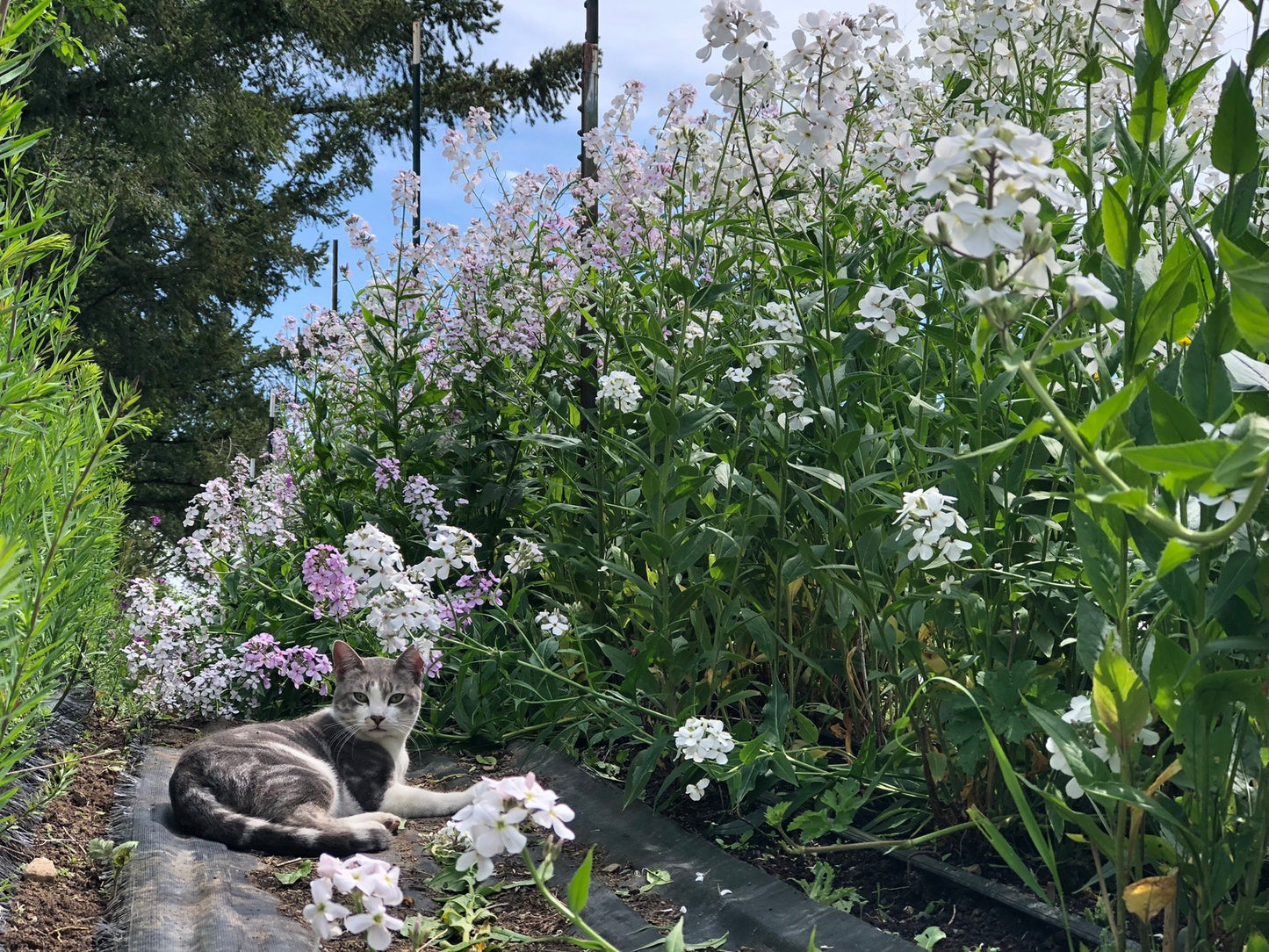 Sweet Rocket - Lavender
