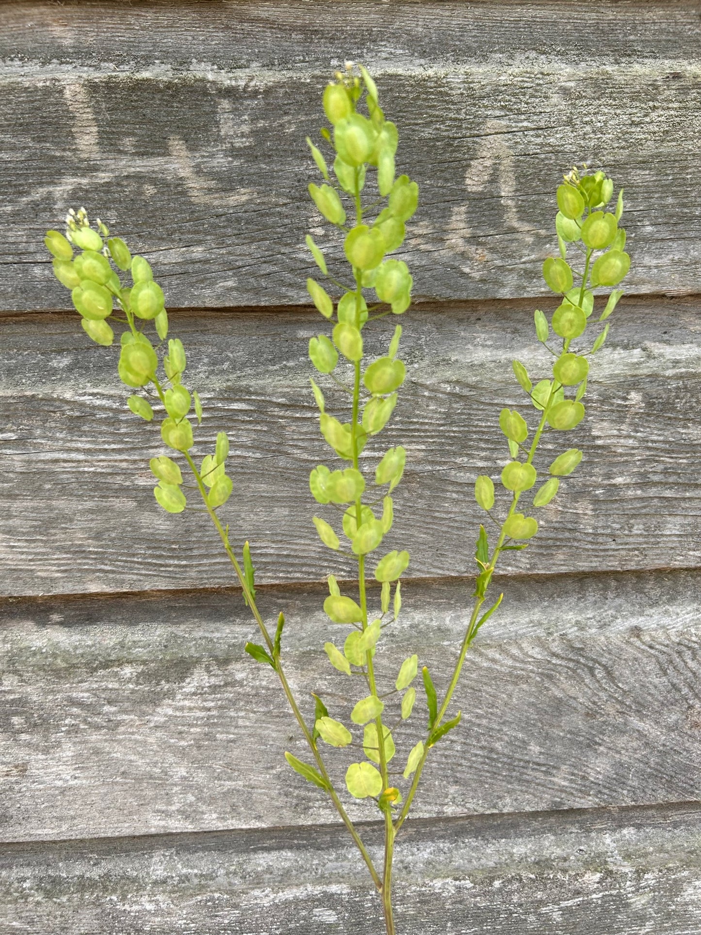 Cress - Pennycress