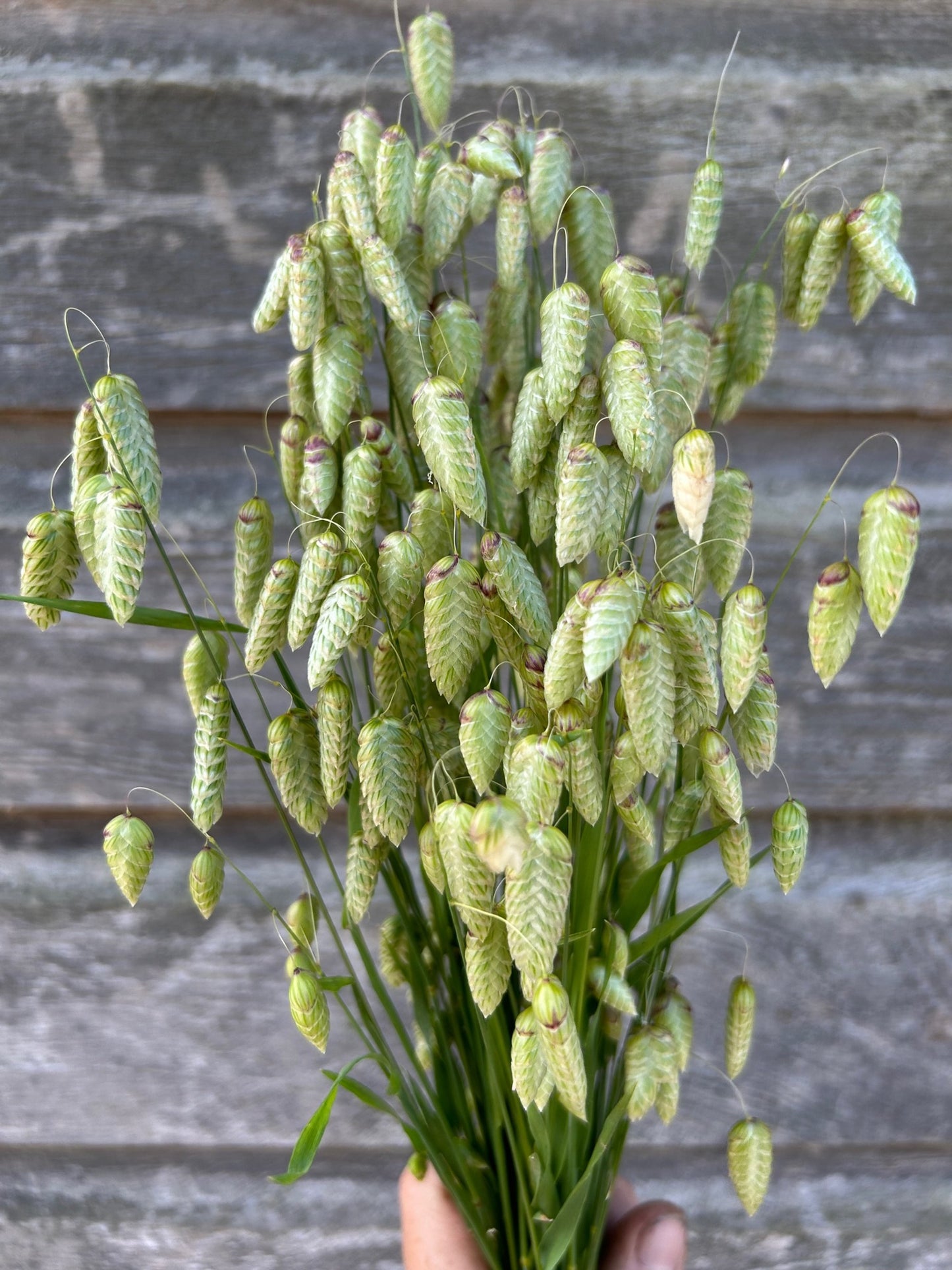 Quaking Grass