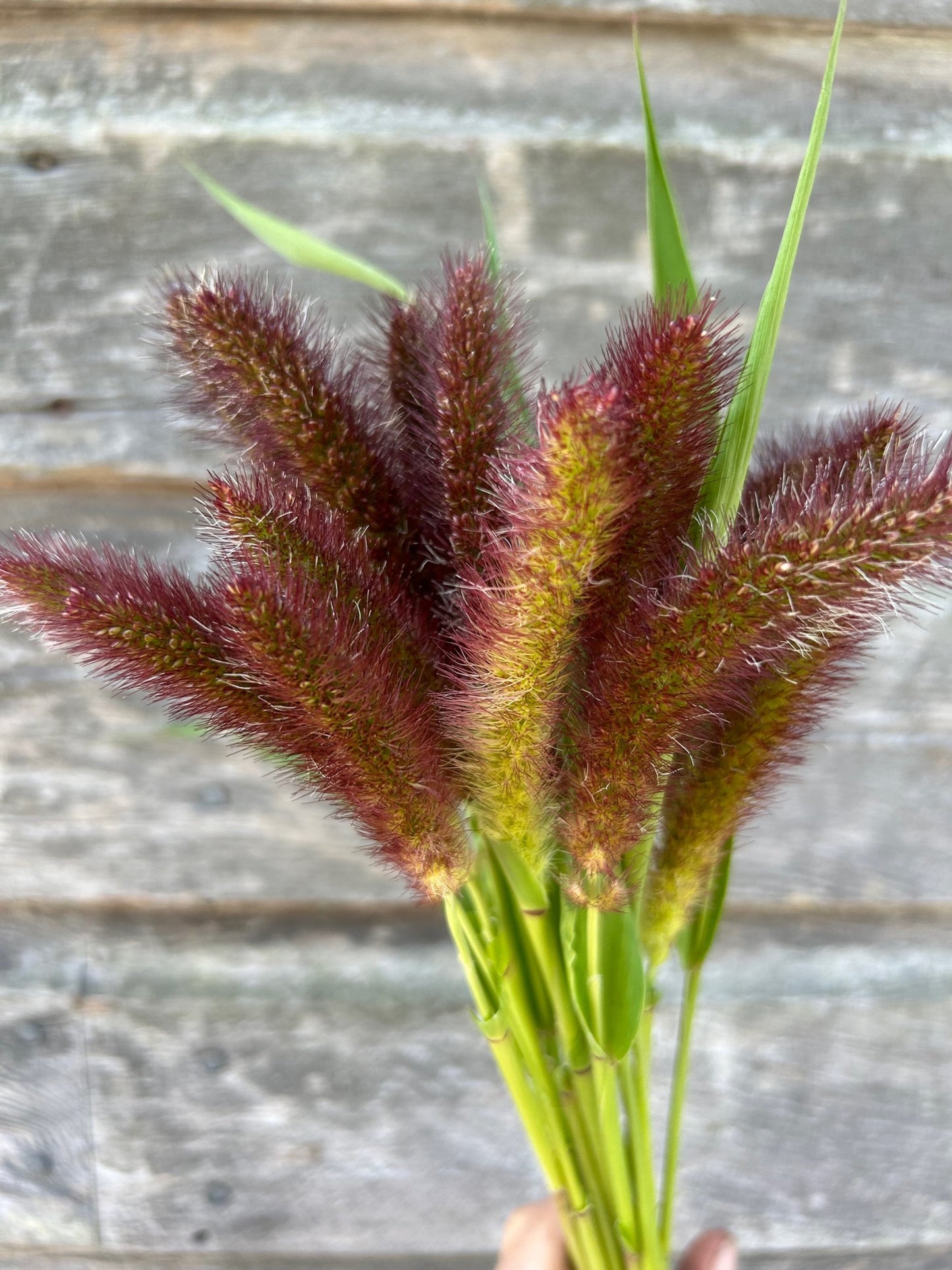 Foxtail Millet