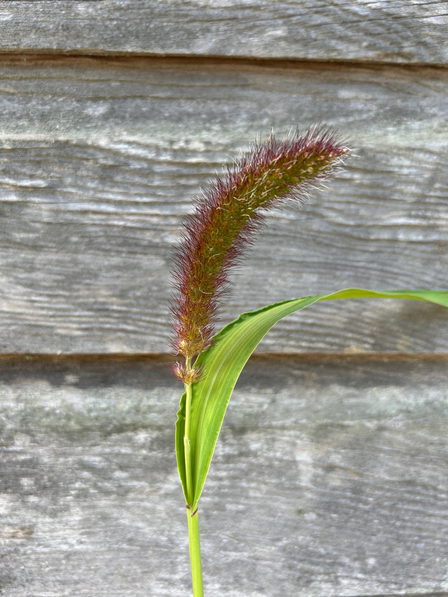 Foxtail Millet