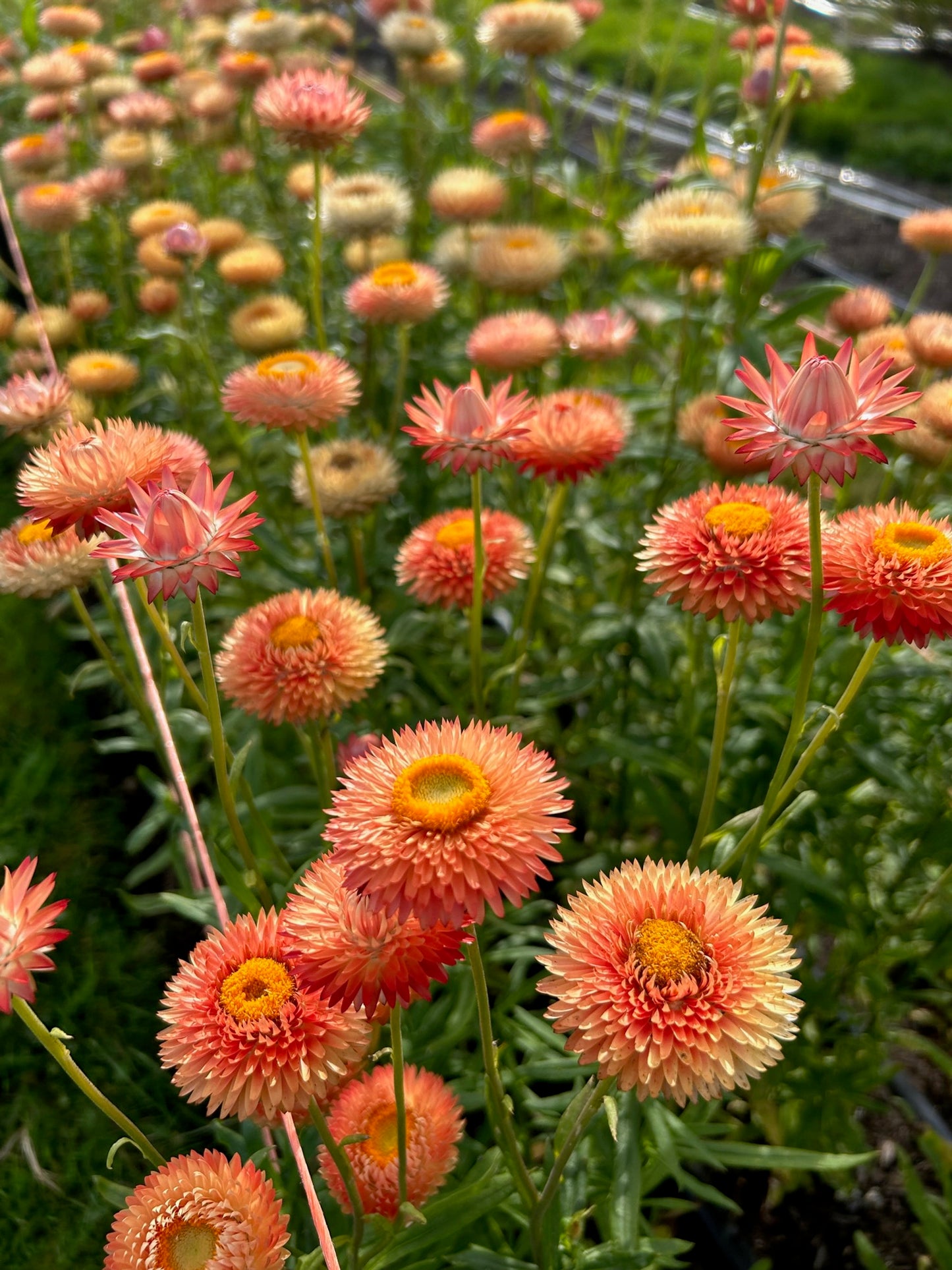 Strawflower - Apricot Mix