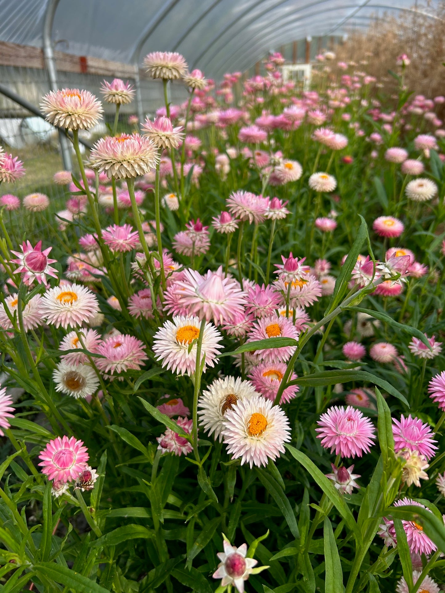 Strawflower - Silvery Rose